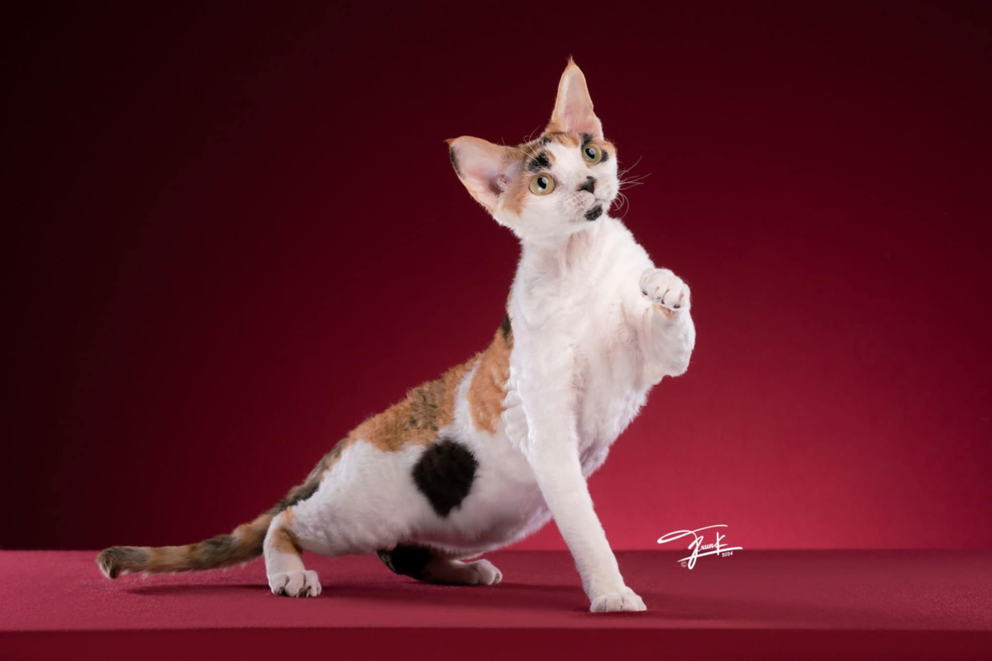 CH. Oscat888 Shelly