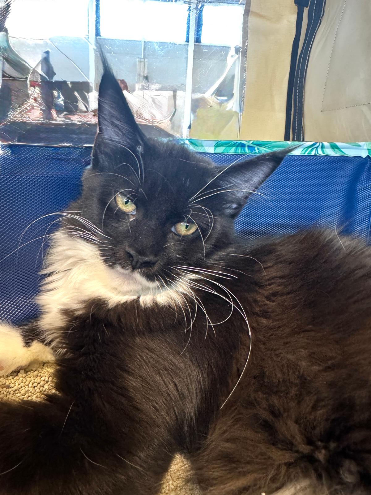 JCH KCH I'Nesqui of St. Perza