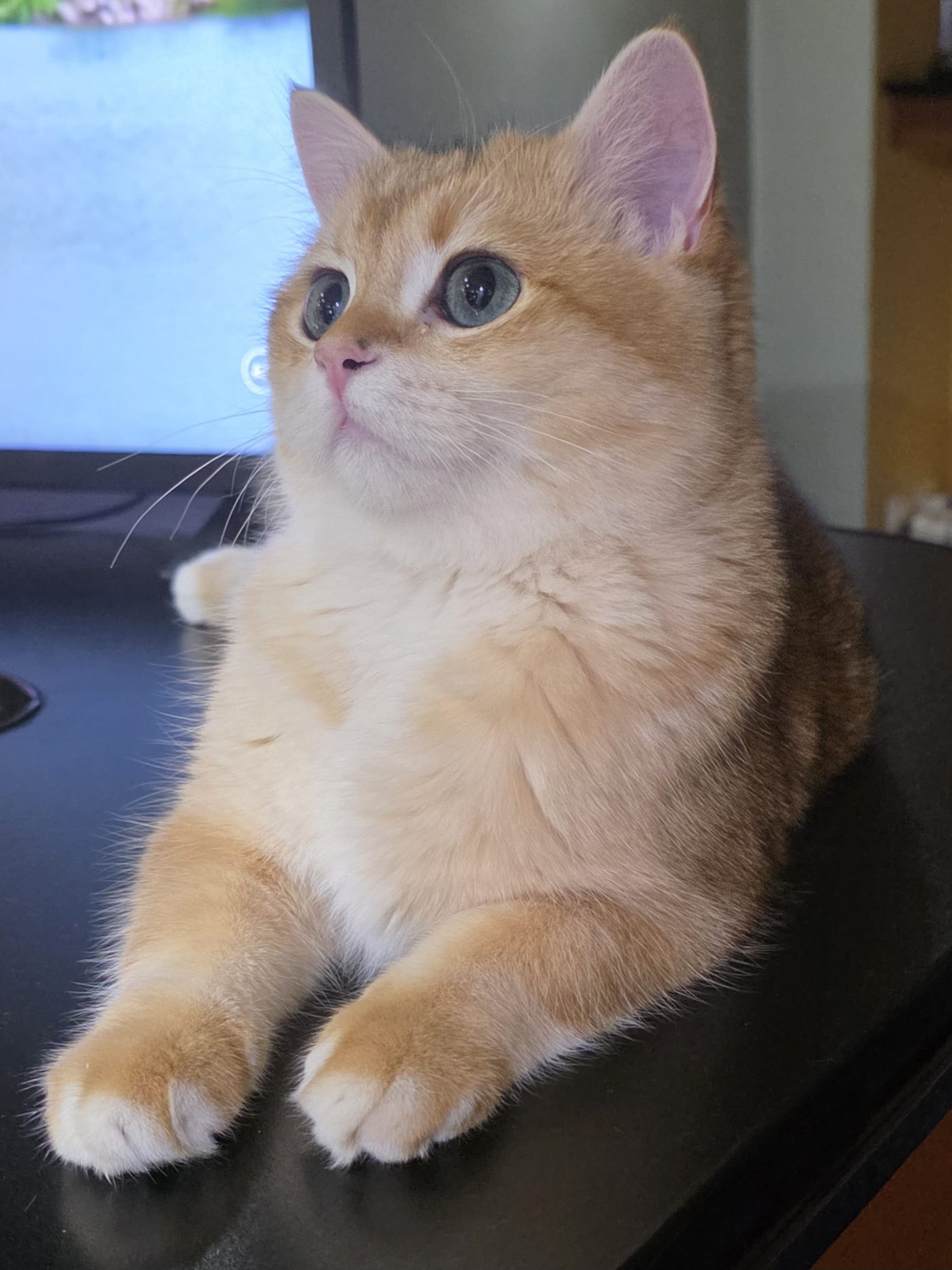 Ozzy from Silvery Queen