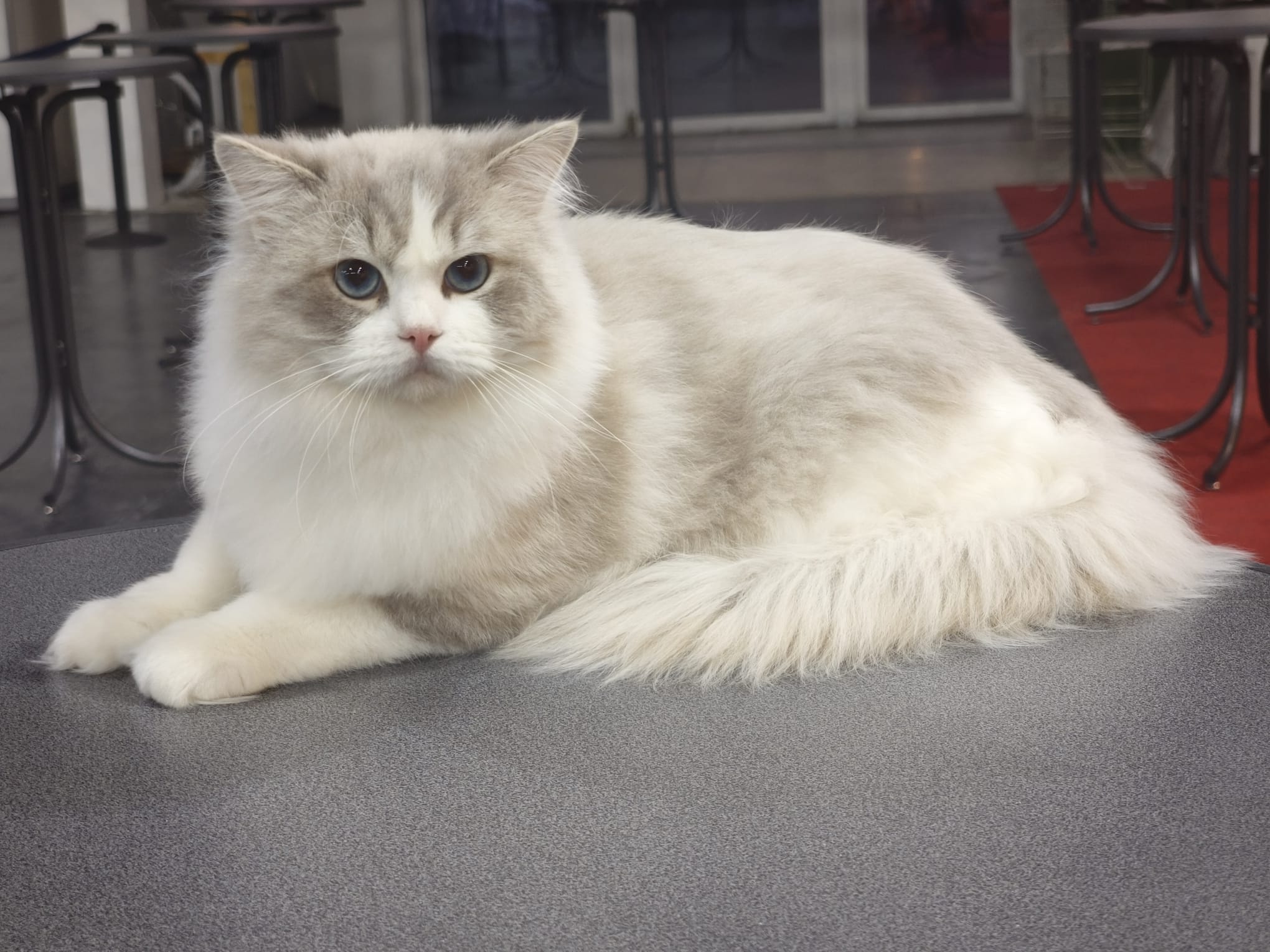 Ambrosian Doll Elisey