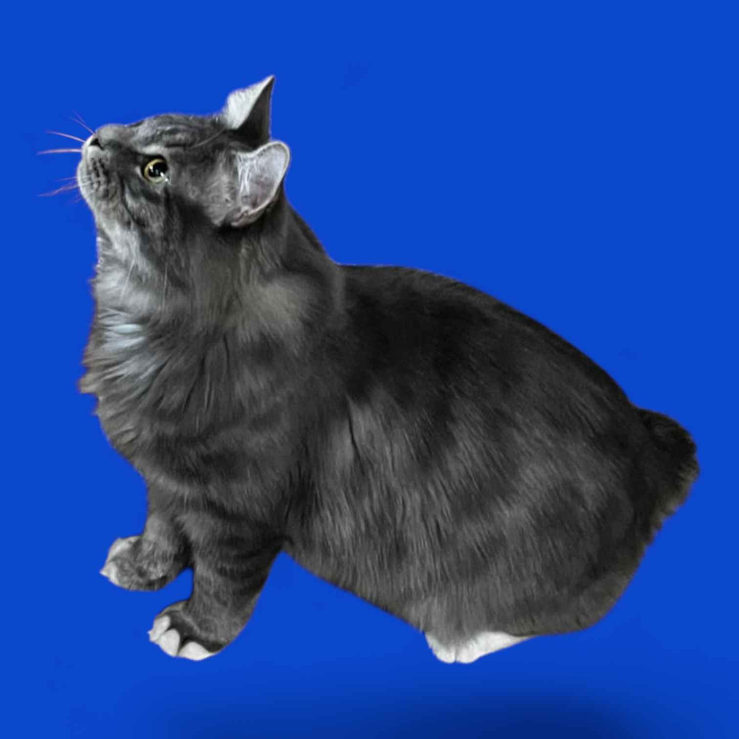 GICH. Elisey Ocean Flower