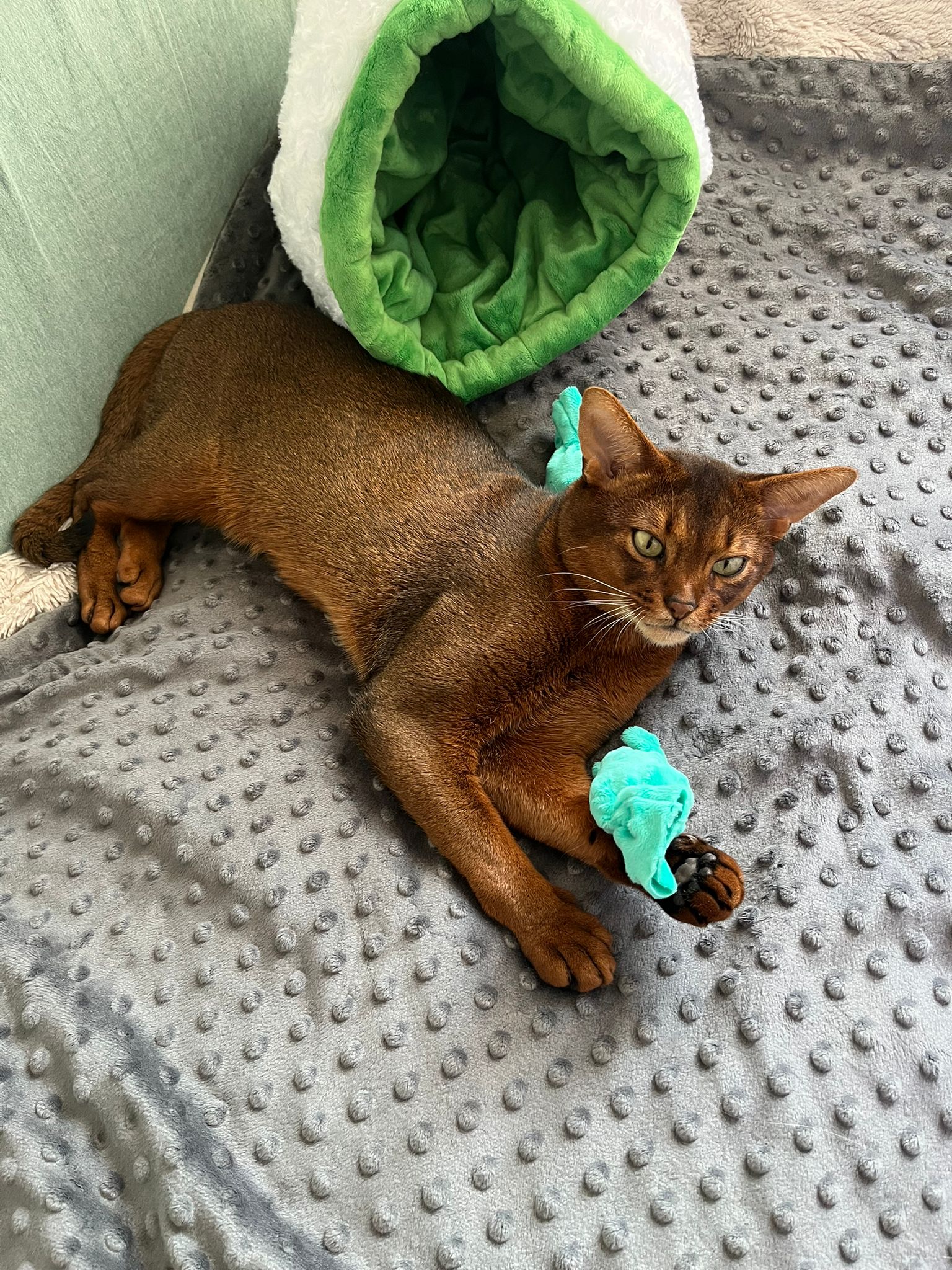 ECH. Equilibrium Perseus