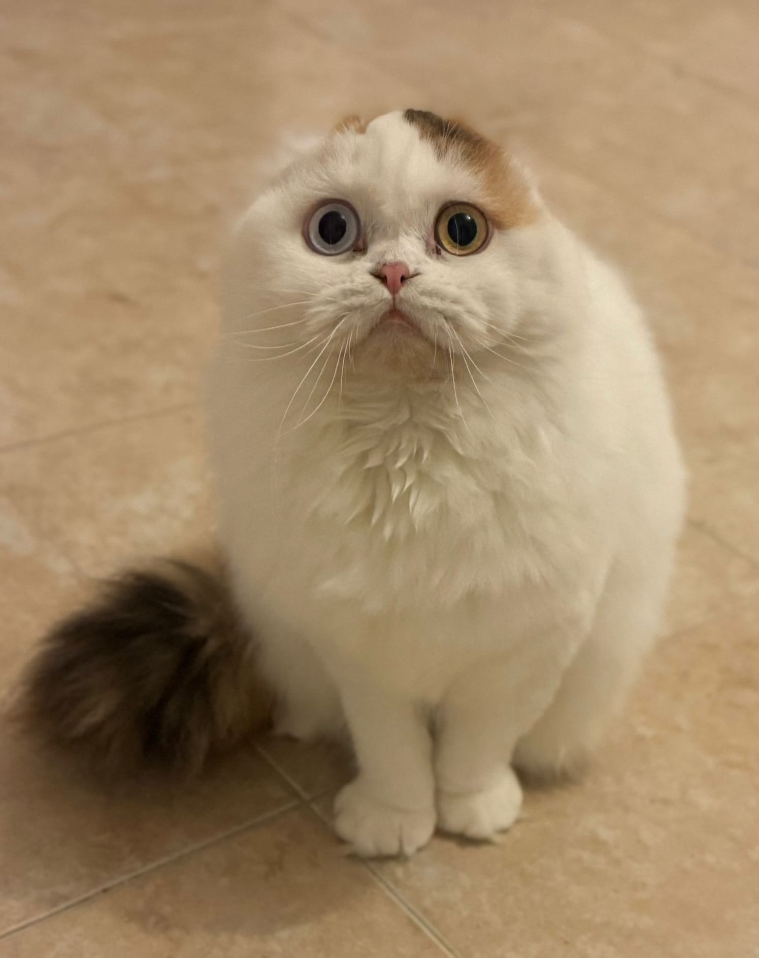 IT*Duesicilie Sahare'