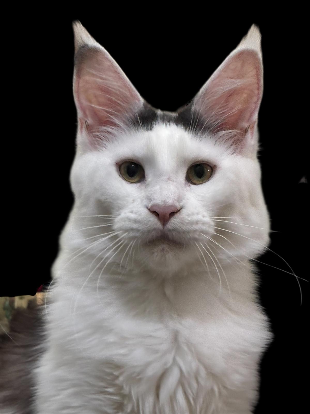 Yasmen von Rammyhaus