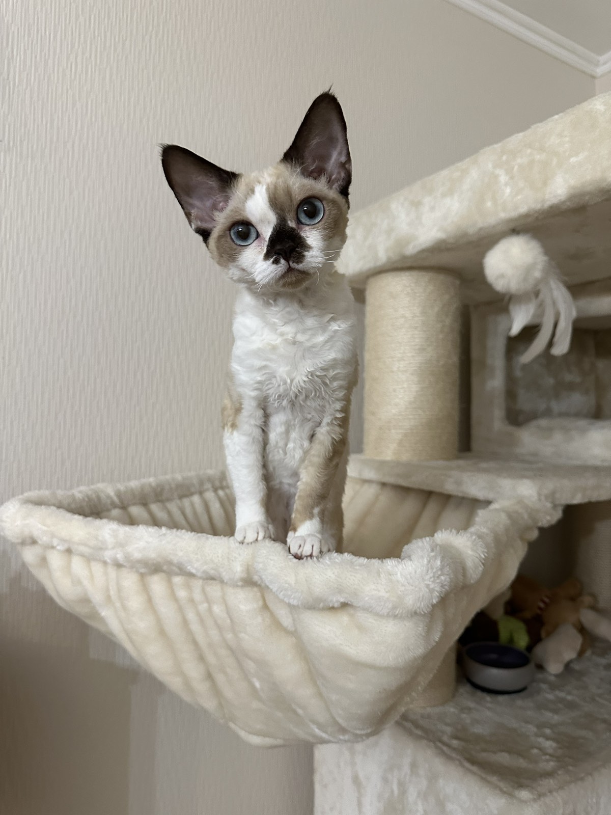 JCH. EE*Bettsy DeWons