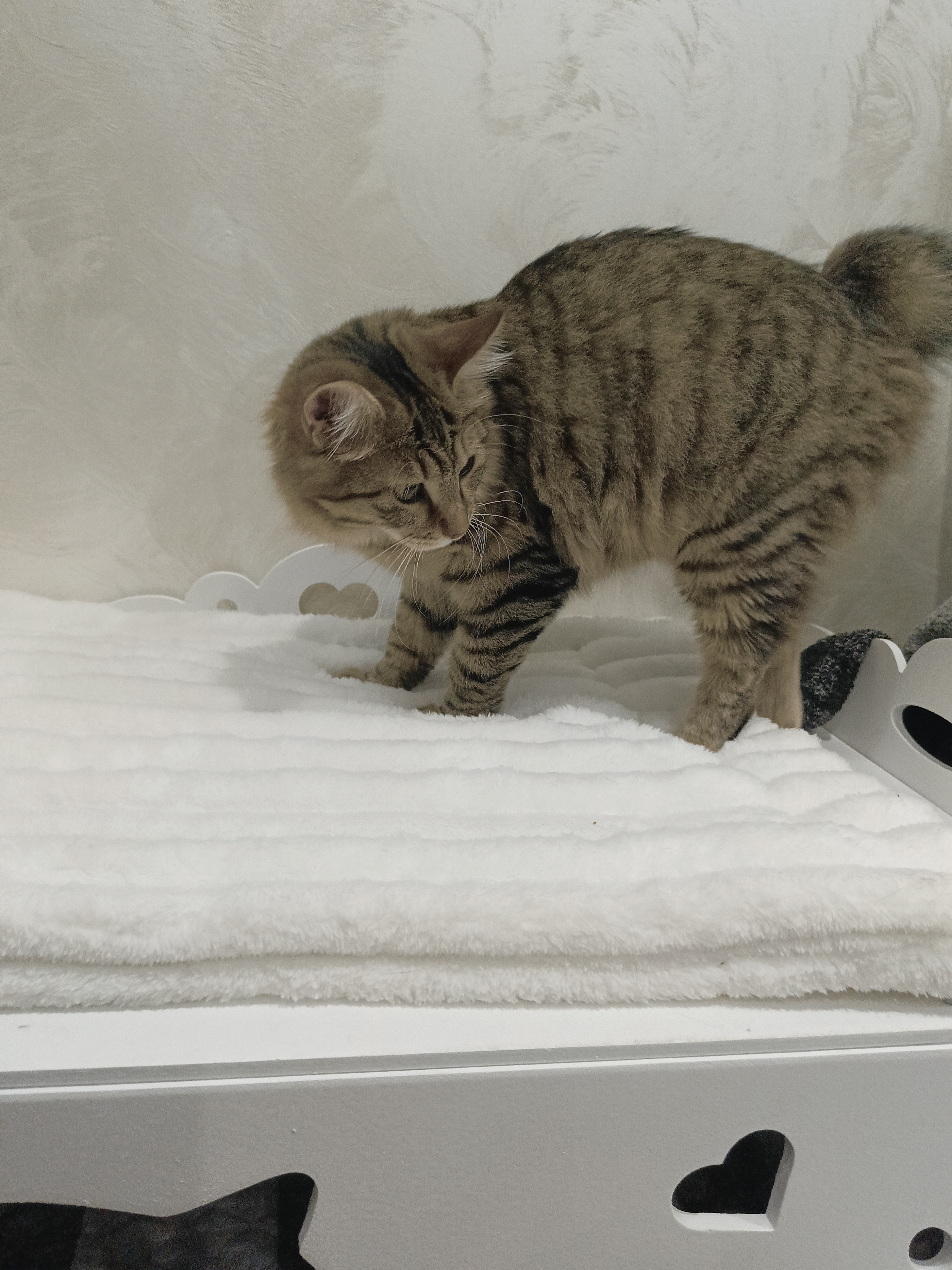 Chanel Vital Engry*RU