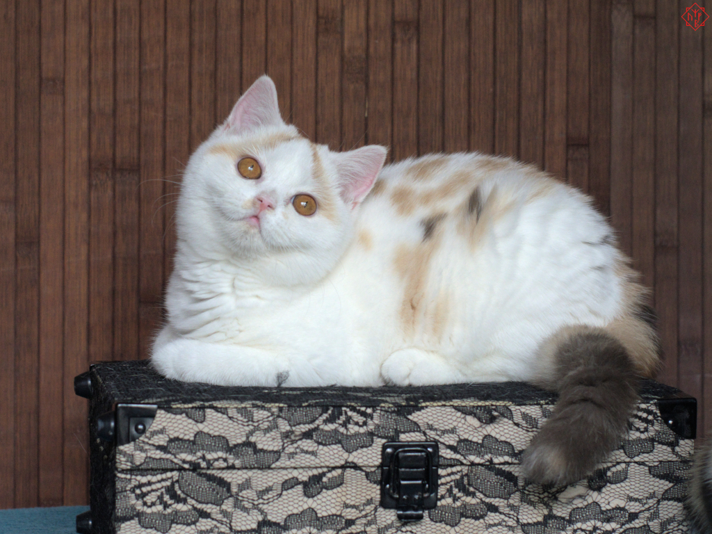 CH. Lazara UnderleyHall*PL