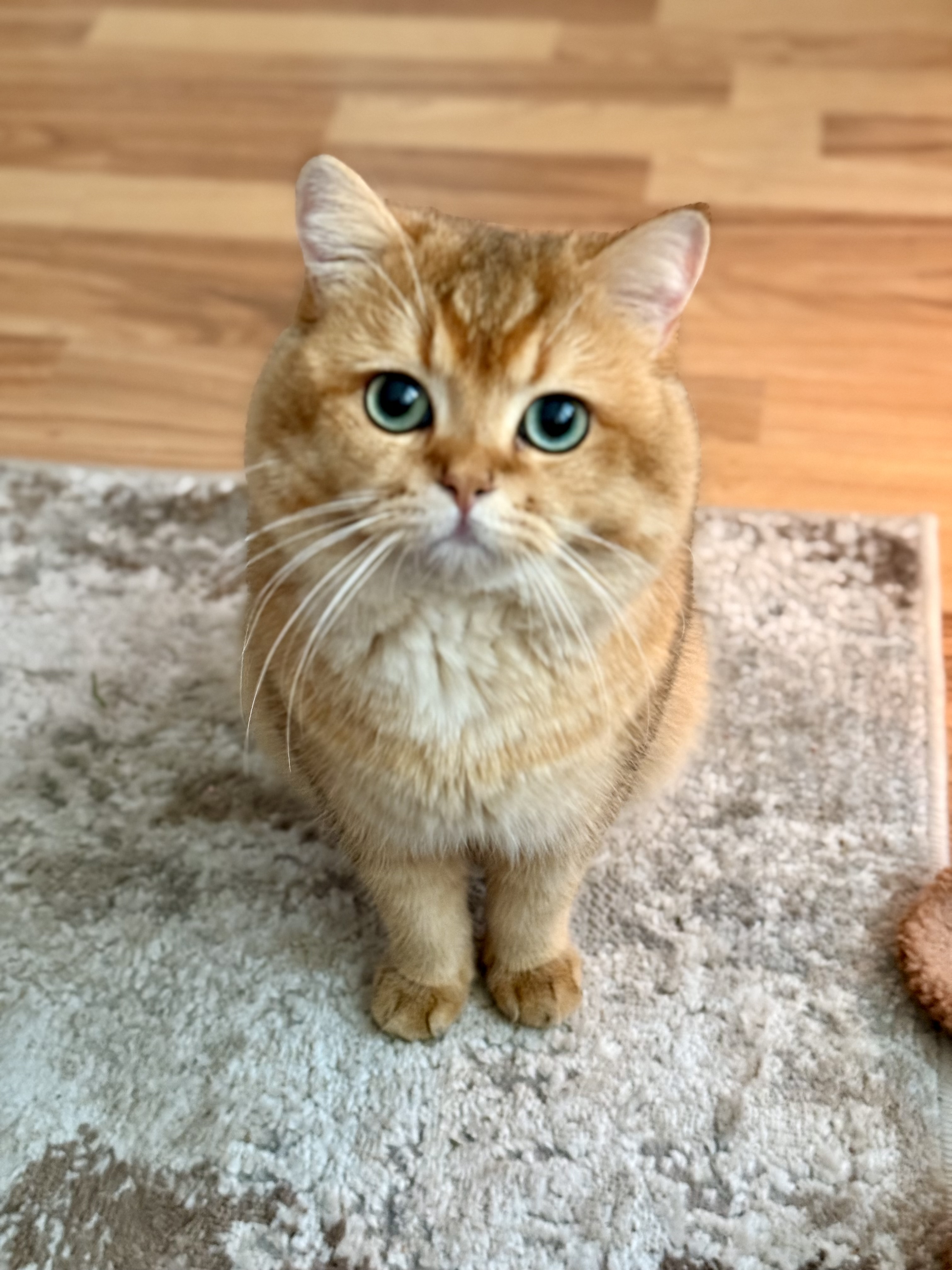 GOLDEN FAIRYTAILE TED