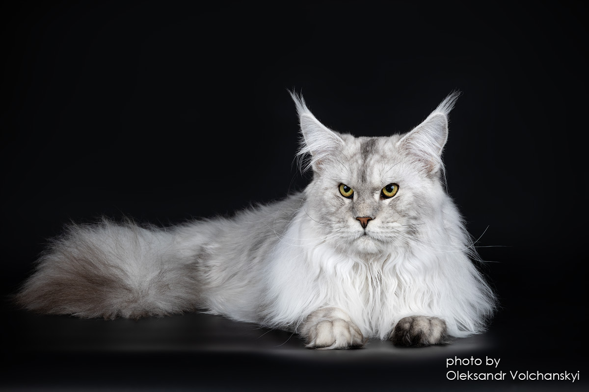 JCH. XTAR UNION STAR*MD