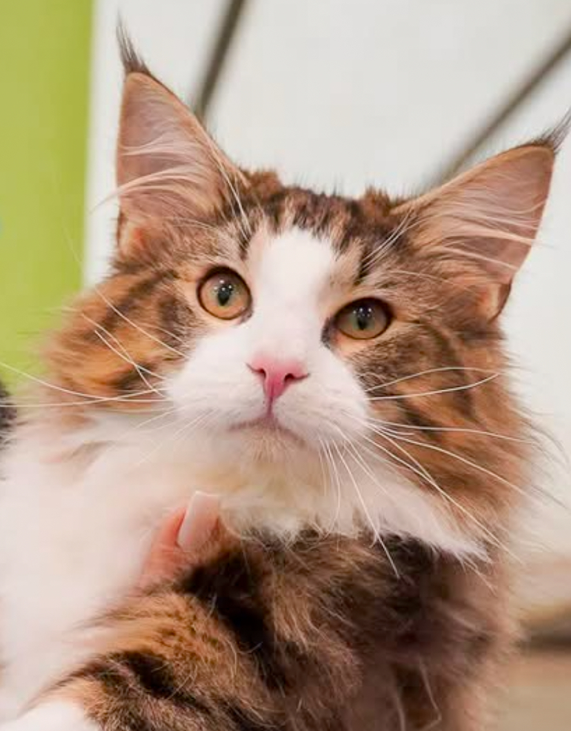 JCH. Come Nelle Favole LAGHERTINO