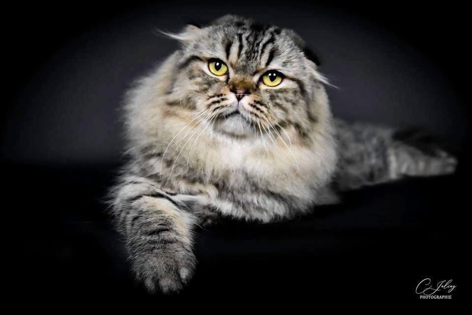 CH. IT* DueSicilie GualTiero Dell’ Orso