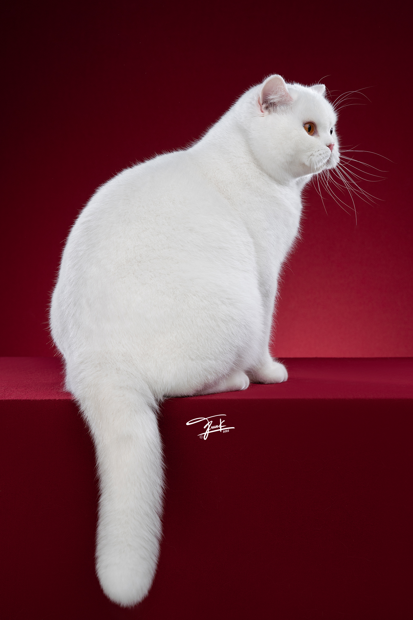 GICH. Muk&Mint's Seraphim