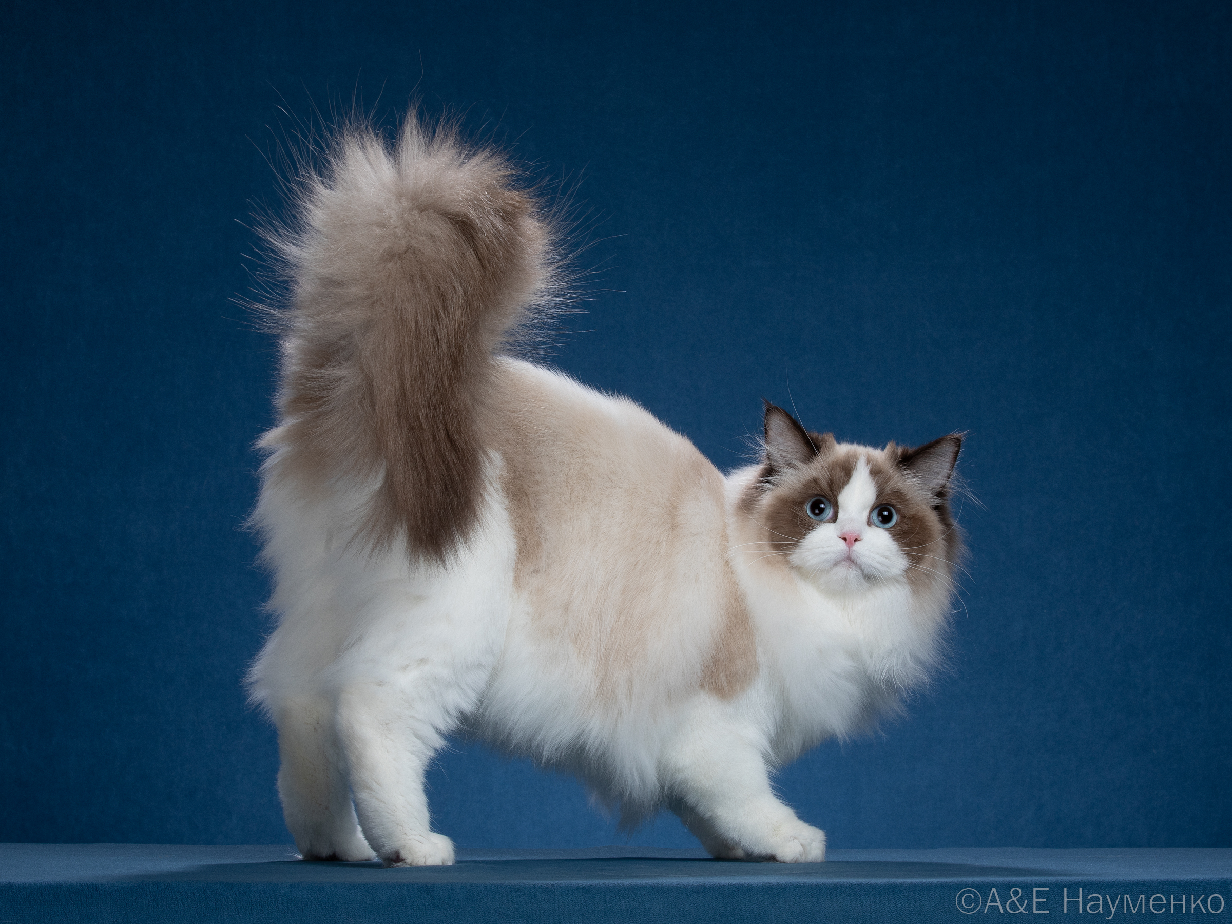 F'Wendy CareForPets*RU