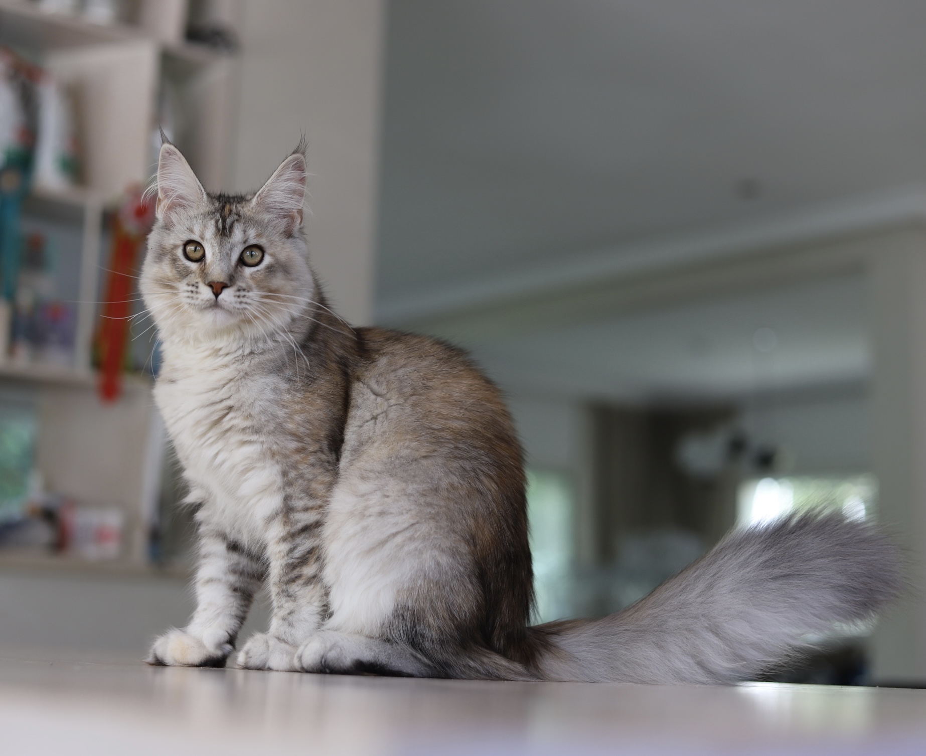 Beer Scheba Got Premium