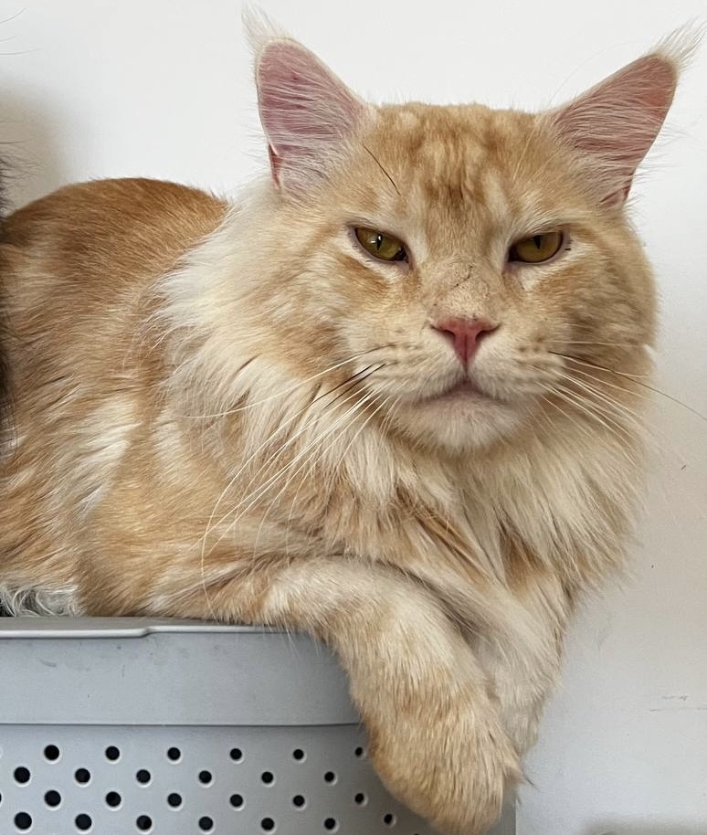cat image