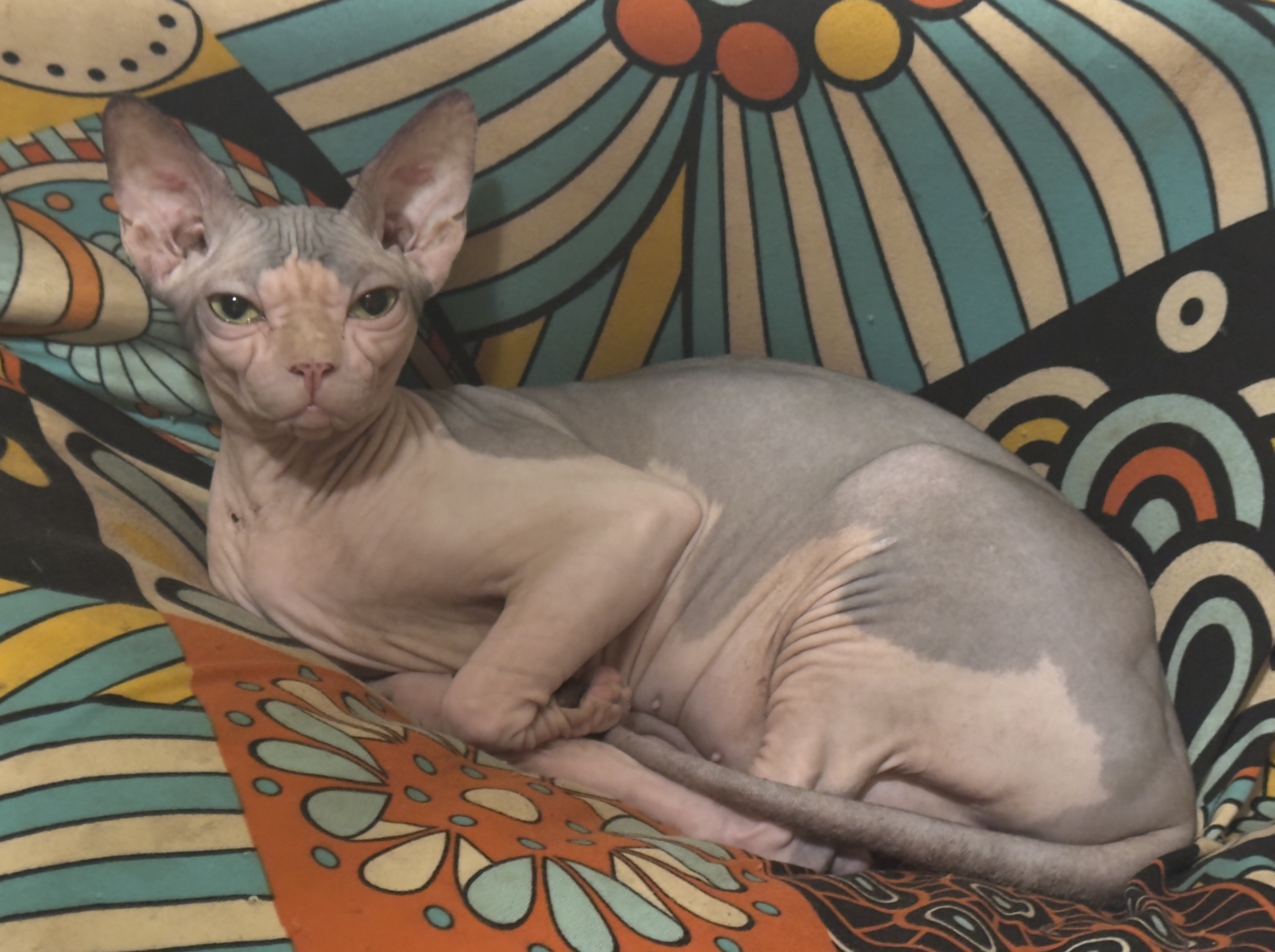 Double Master, CH. Double Master, Naughty Angels Suzie Wong