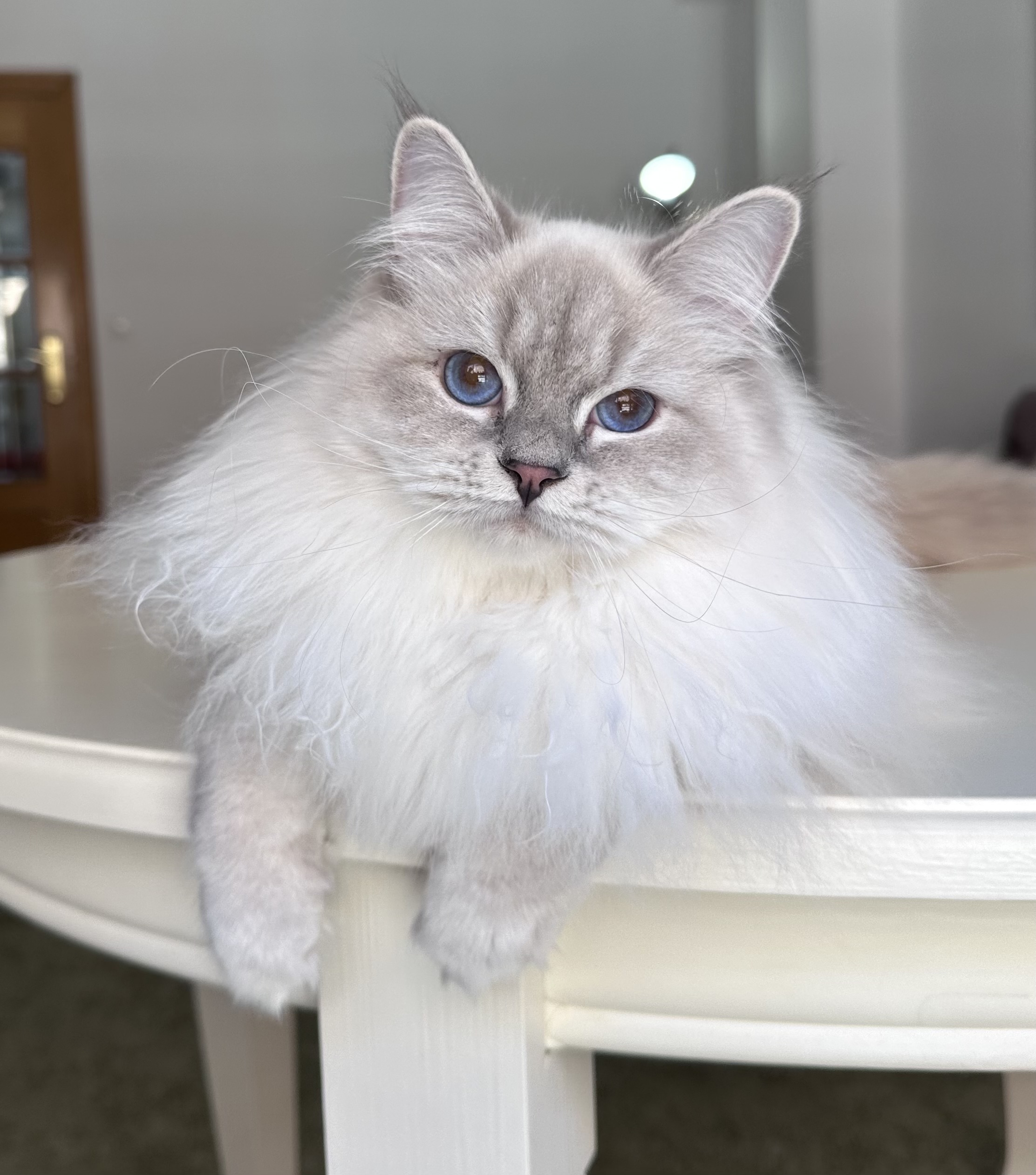 Valkirie Tzar-Koshka