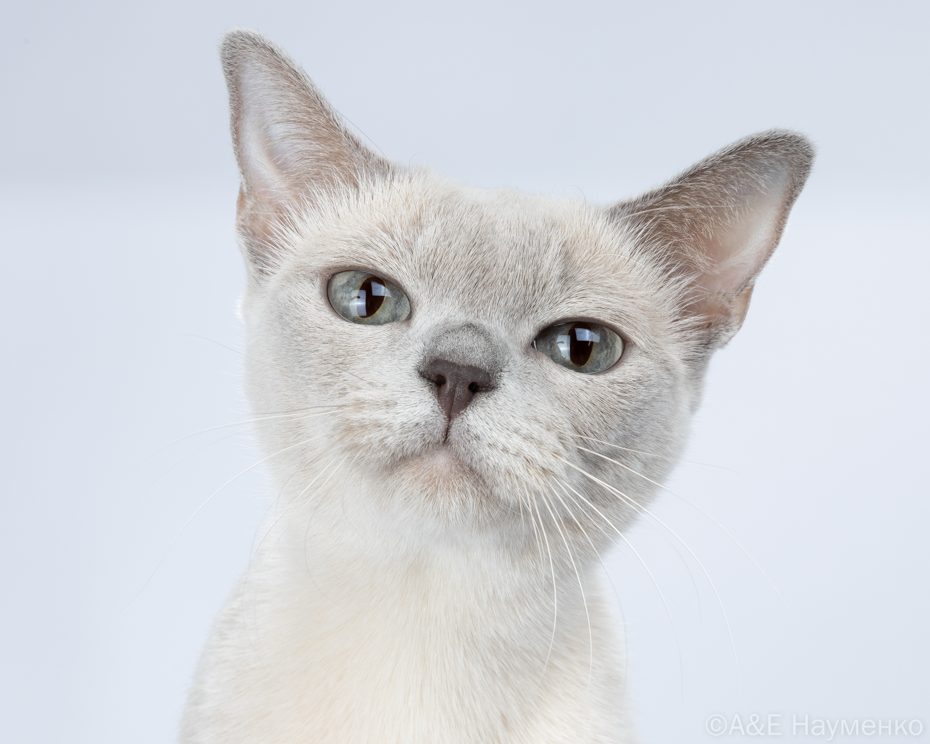 Triple Master, ECH. CJRM TRM UUTay Kisu Umi