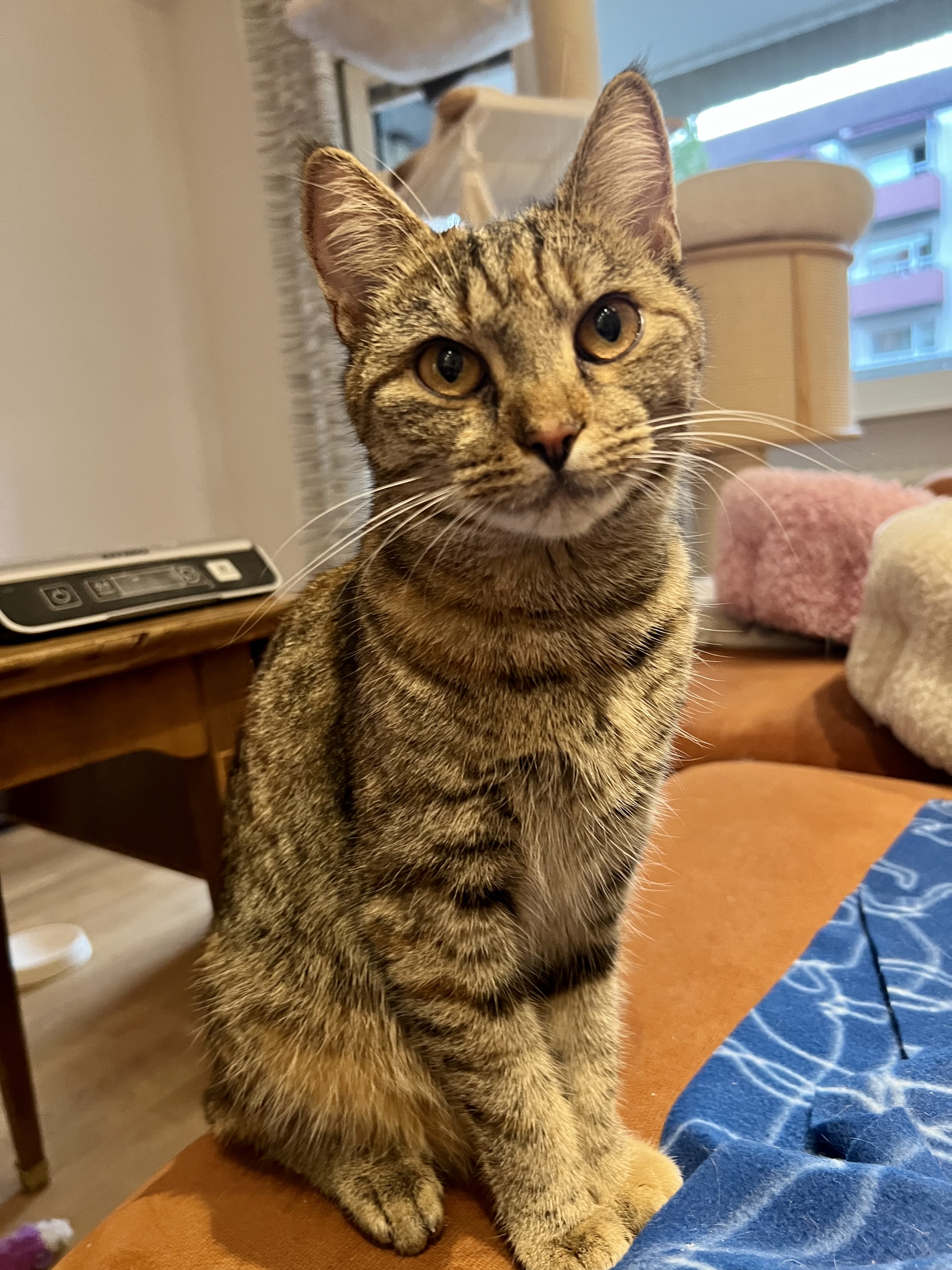 RO* FLAVIUS’ CATS LORELEI