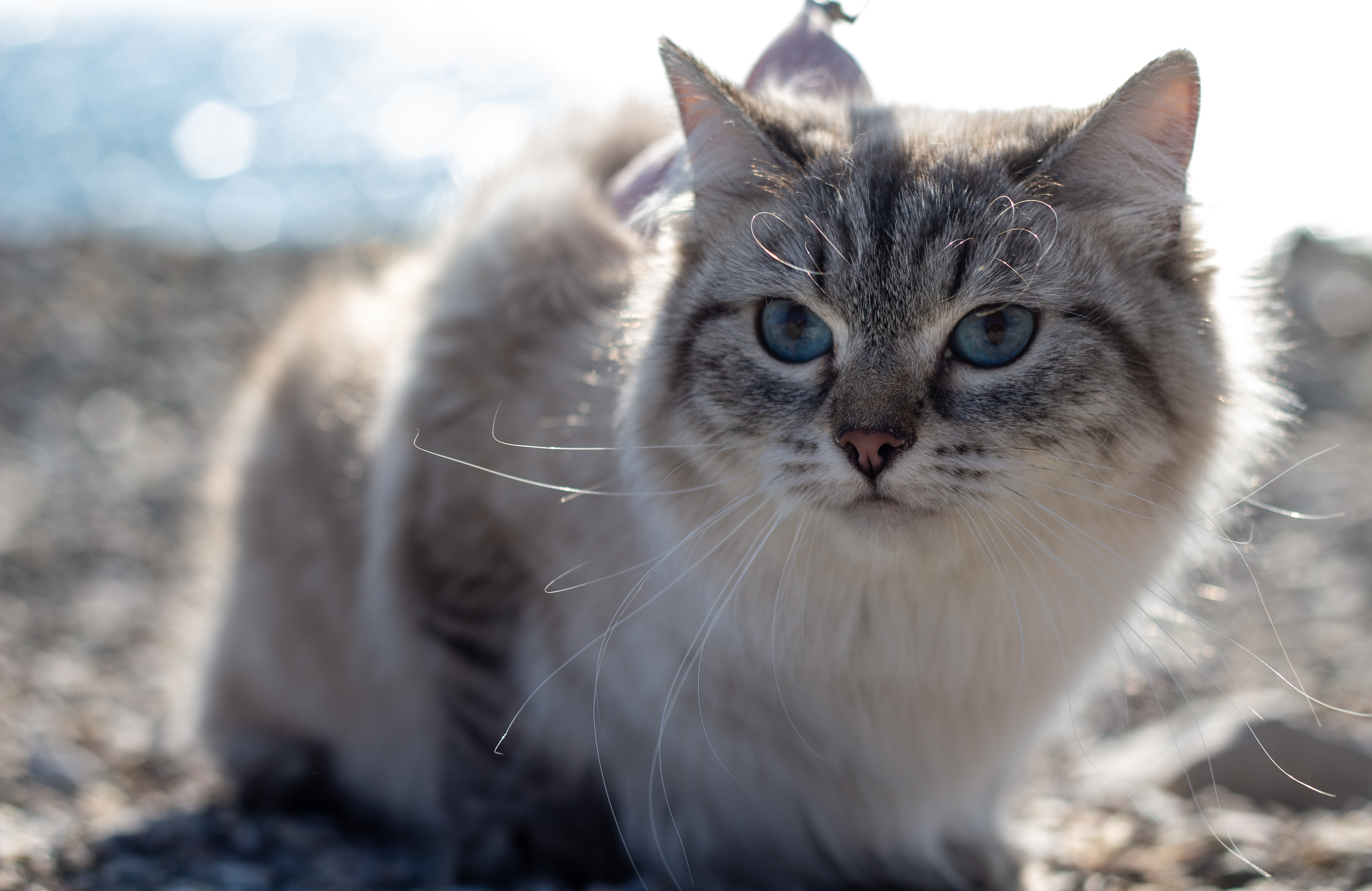 CH. Aya Nera Puffy Gang