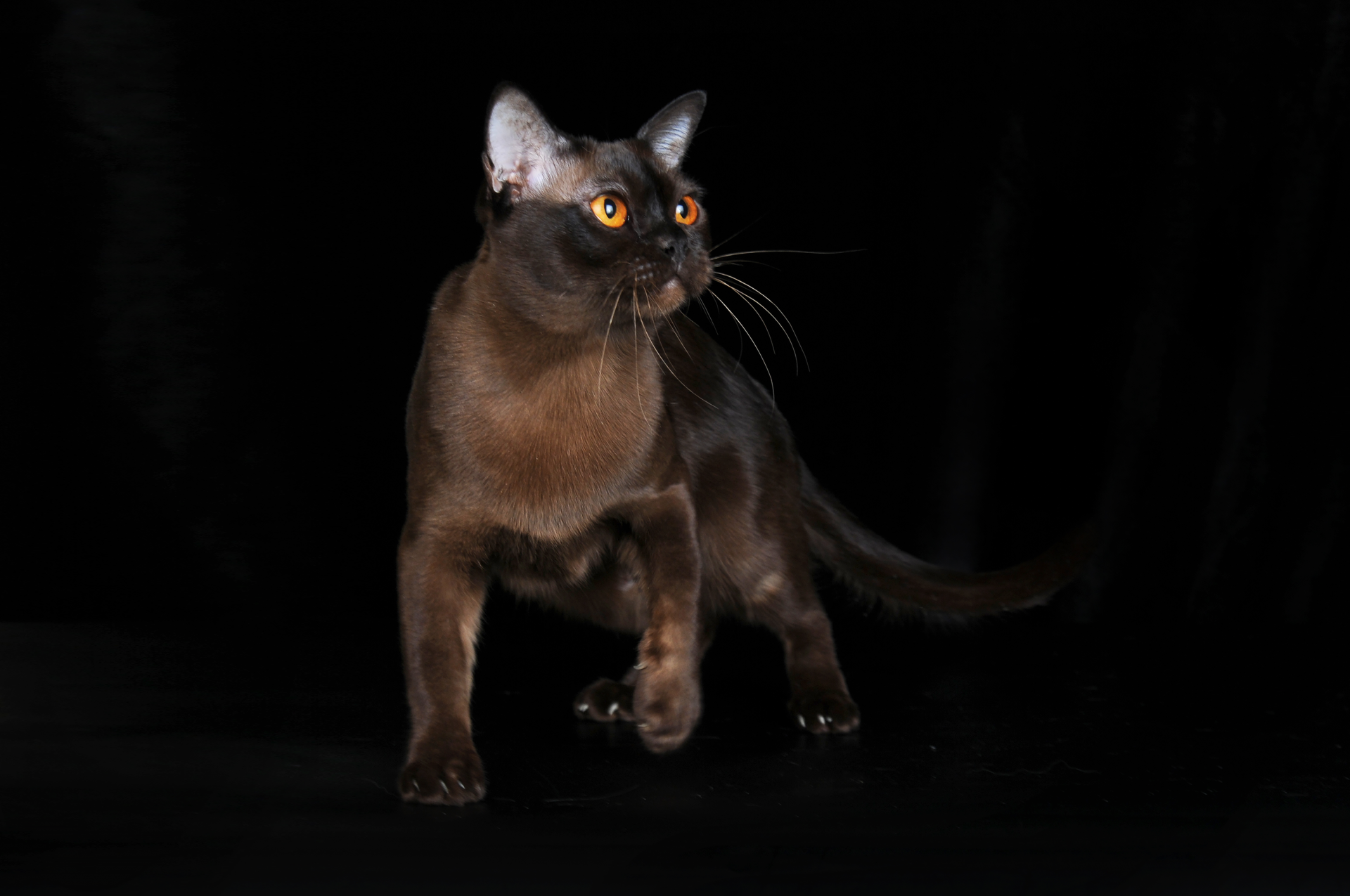 WCF Coral Jubilee Master Burmaleus Judy