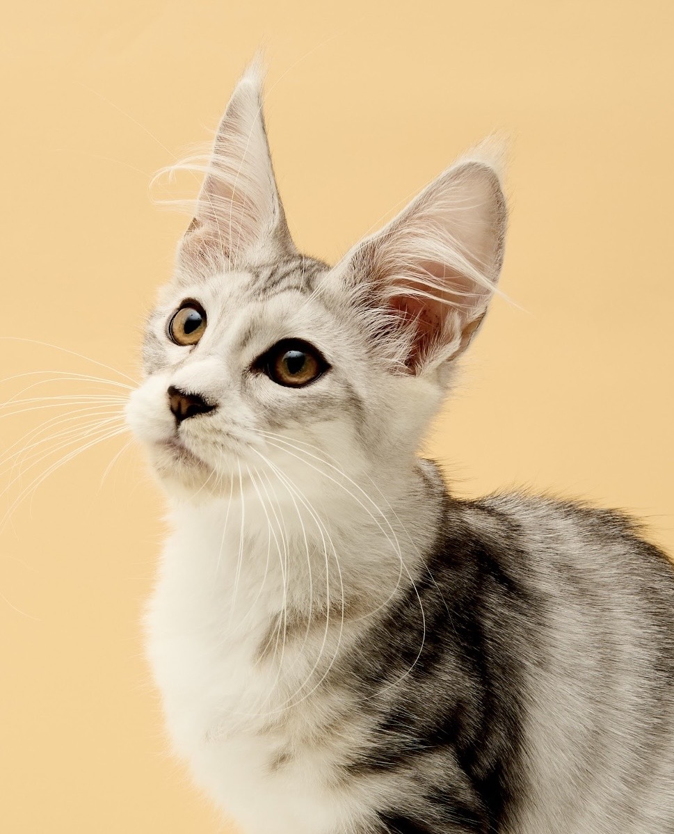 Marvelous King’s The MightyCub Marble