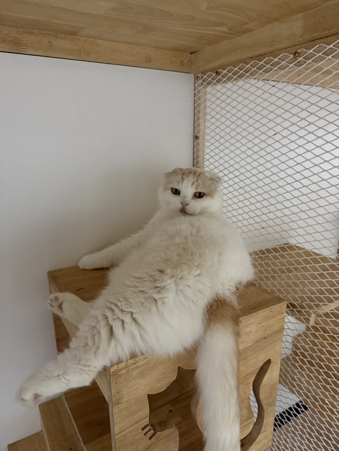 Have a NiNi Day selfie