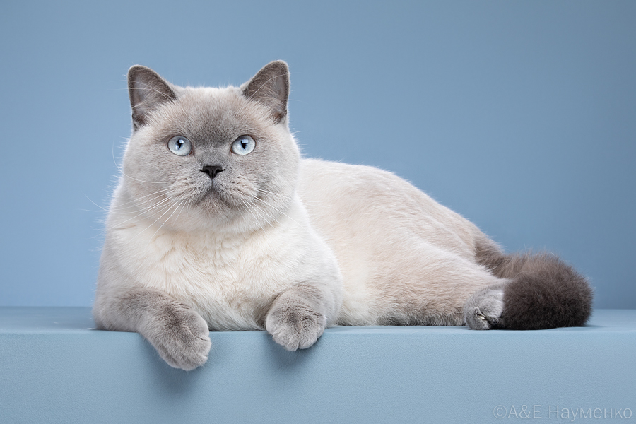GICH. LEYA BLUE PEARL