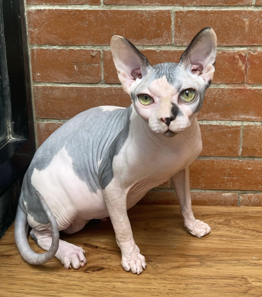 JANEXOTIC AHMANET
