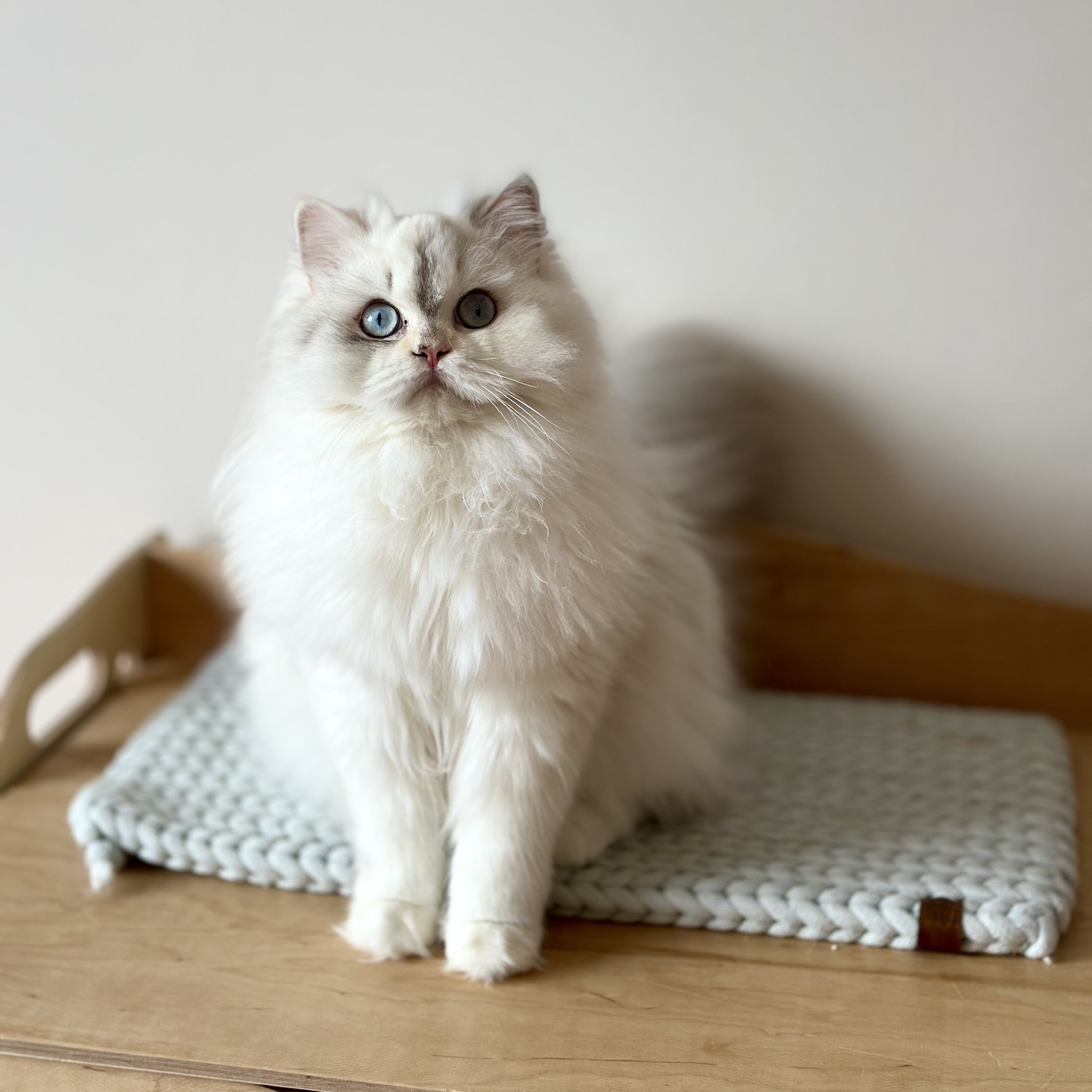 Megan Royal Lilac*PL