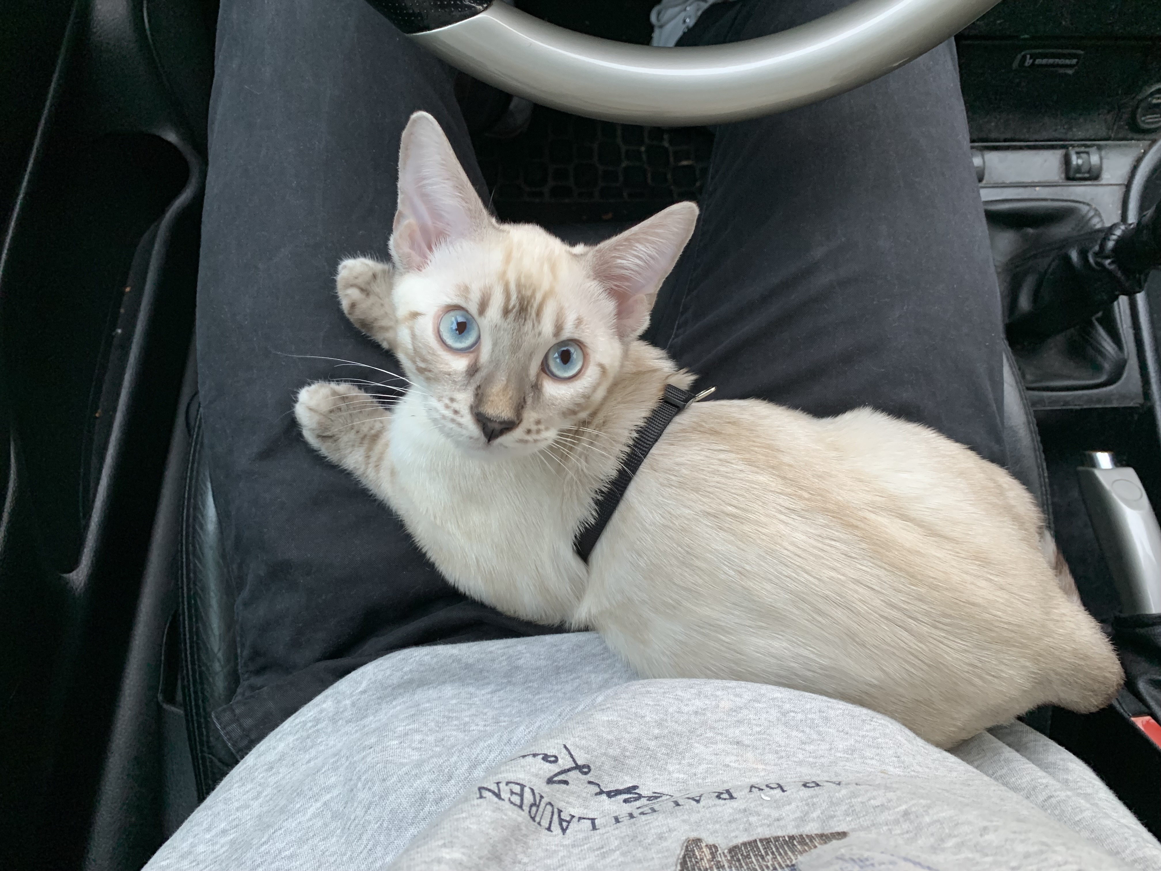 Doctor Bengali Ch’od of Meowtain Peak