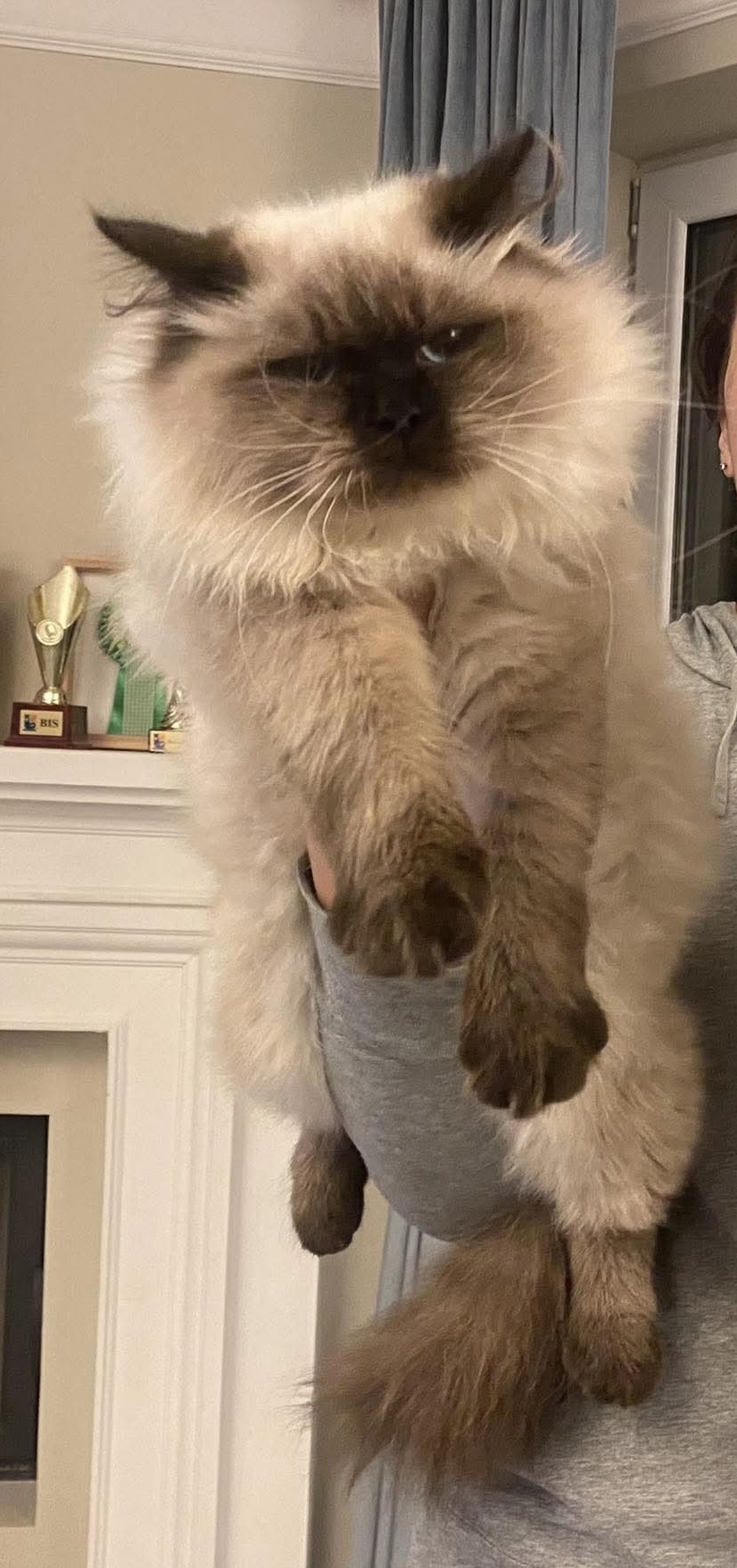 CH. TESLA BIAŁA RADOŚĆ*PL