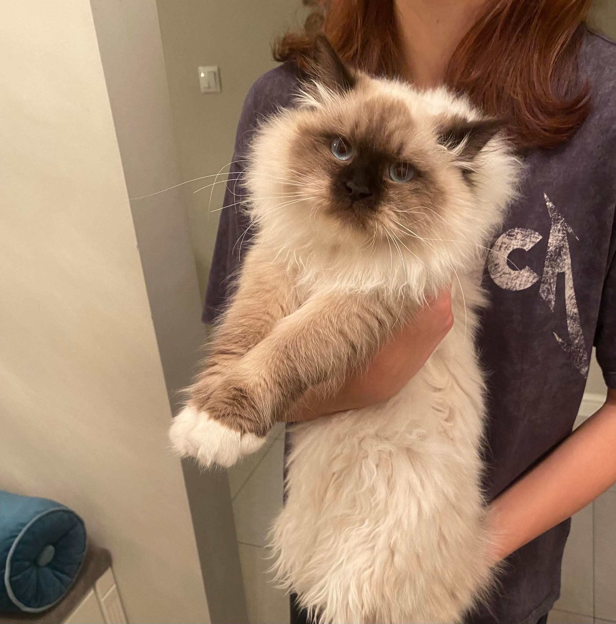 CH. TOLA BIAŁA RADOŚĆ*PL