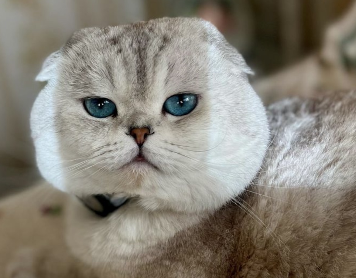 Iwantakitty Polaris