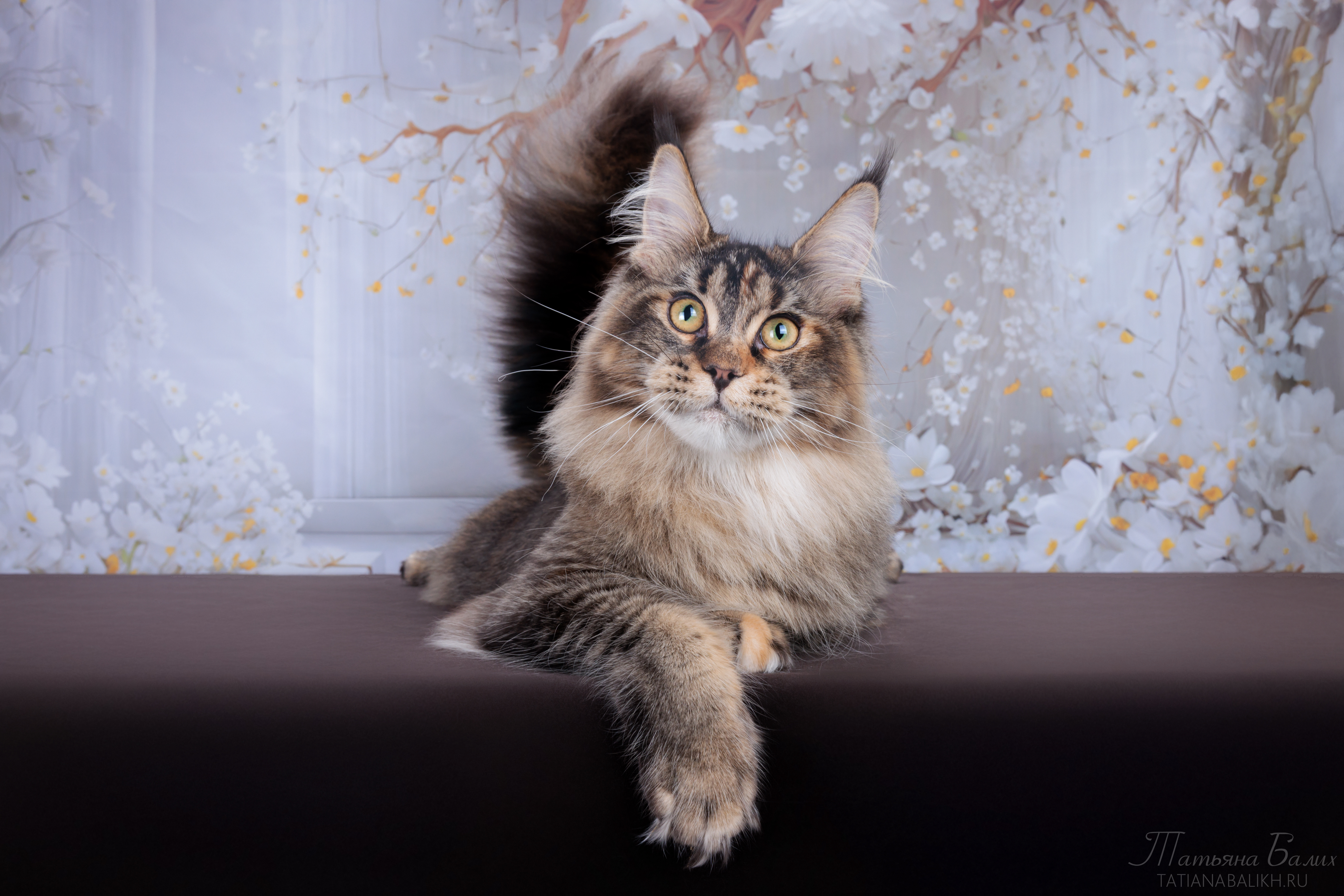 KCH. Domino Venefica Cauda