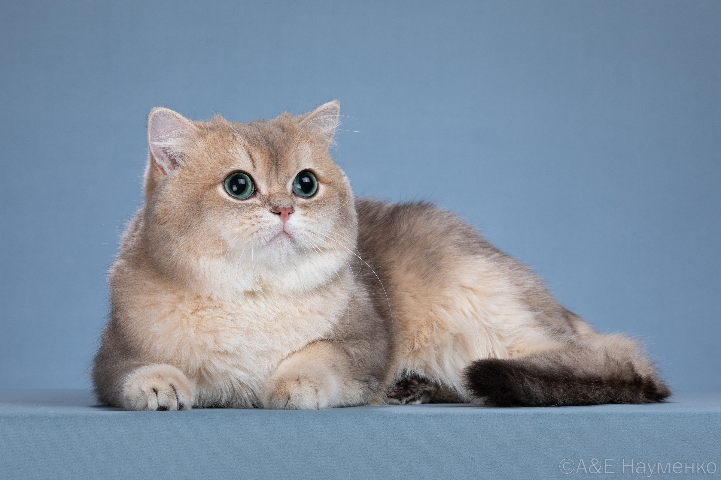 CH. Galeksy's Blue Golden Orson*Ru