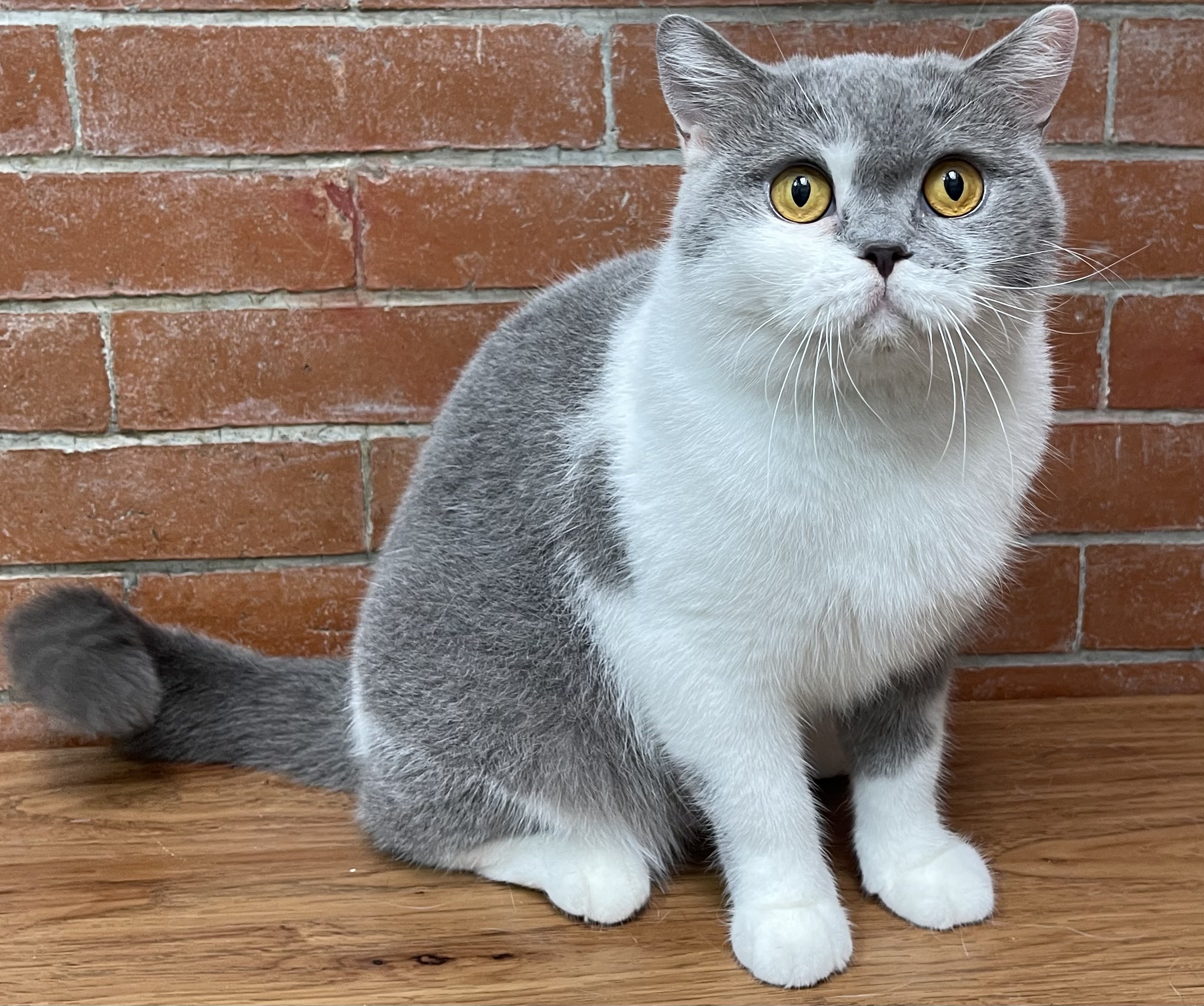 Beatrice Plushevy Mishka of Fizacara