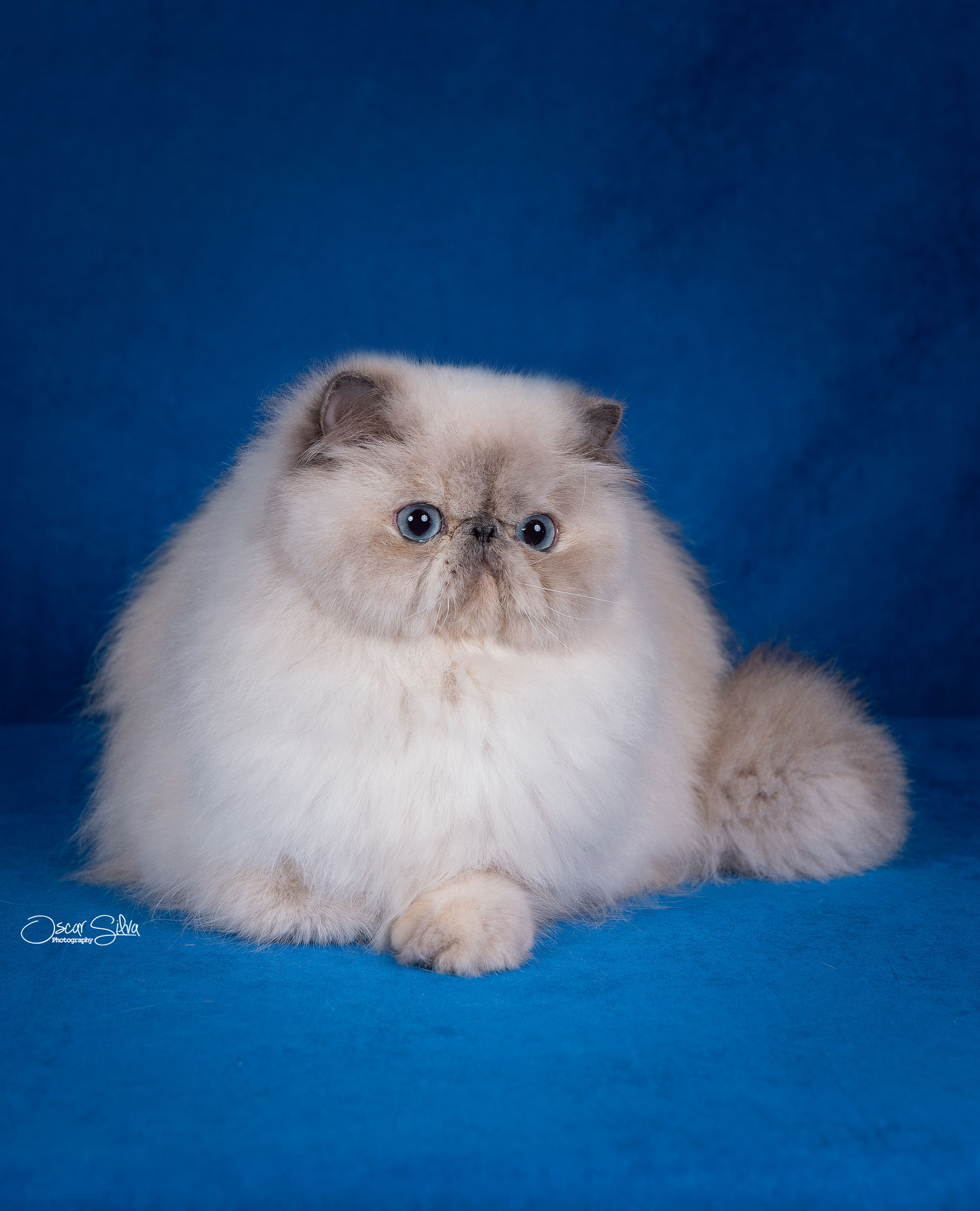 ICH. Chloe Div Inity Macaran