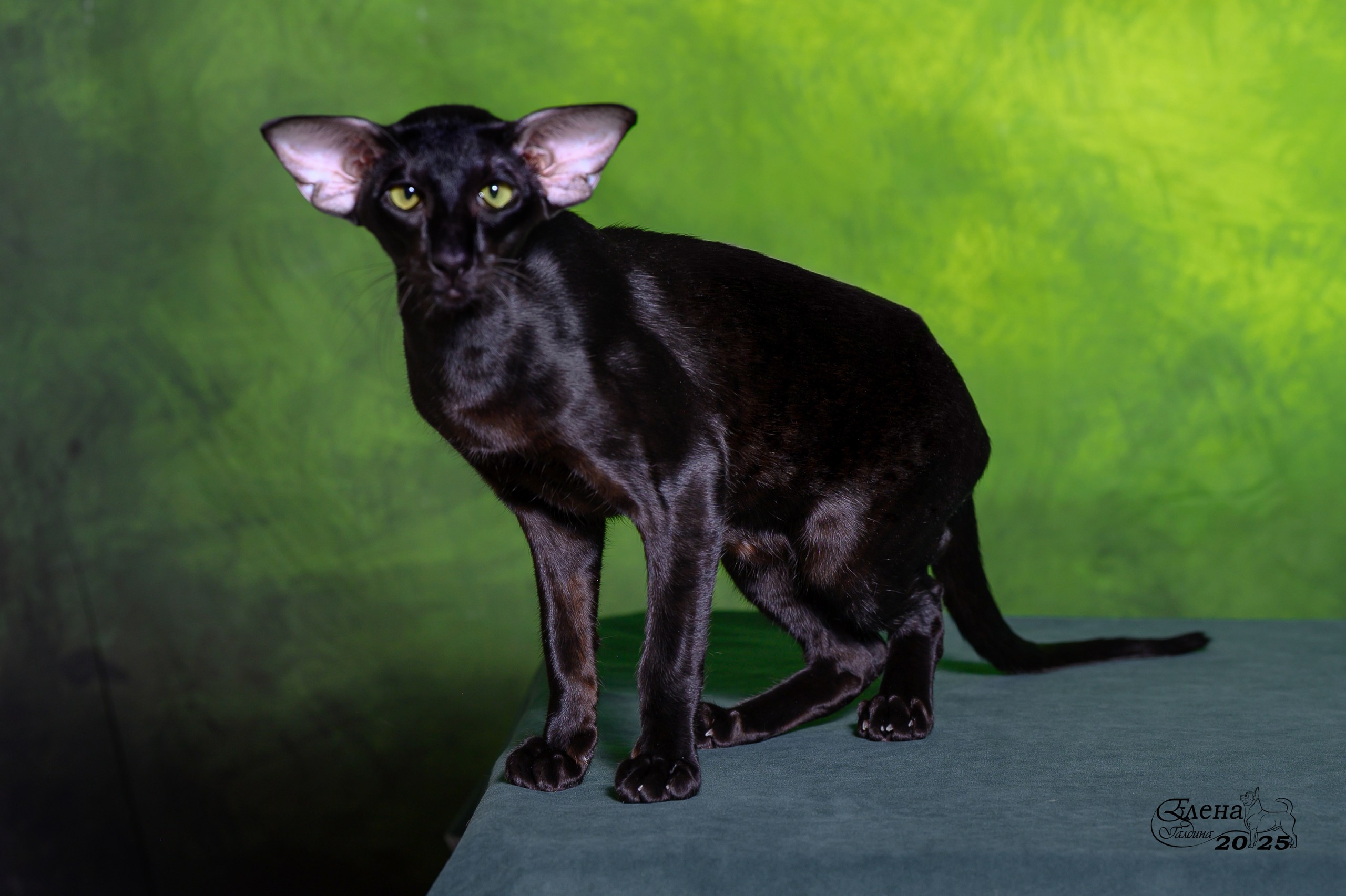 Garfi Irgrigo