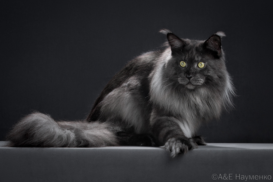 GICH. Larkistaff Venom