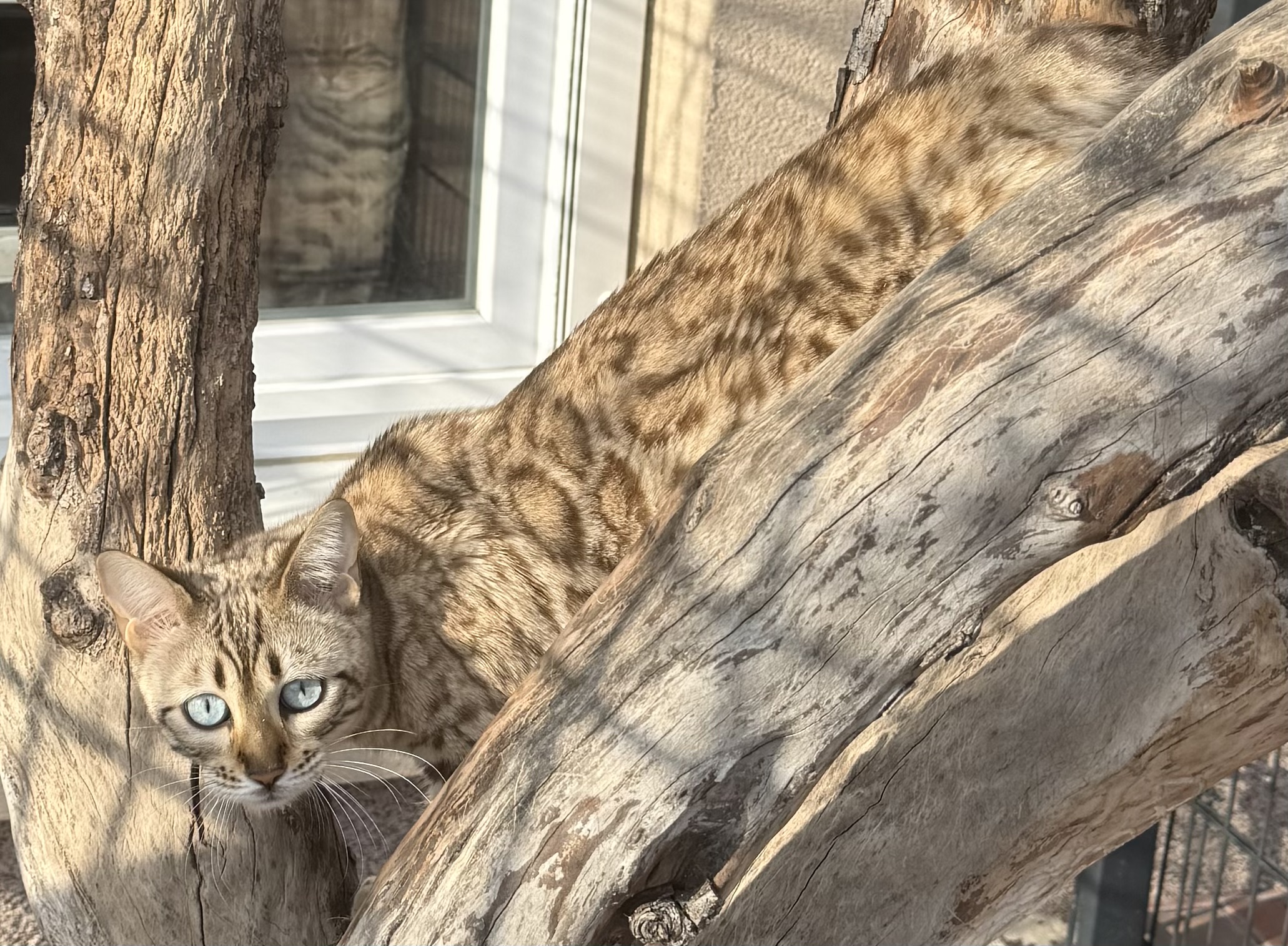 Zarina of Future Kings