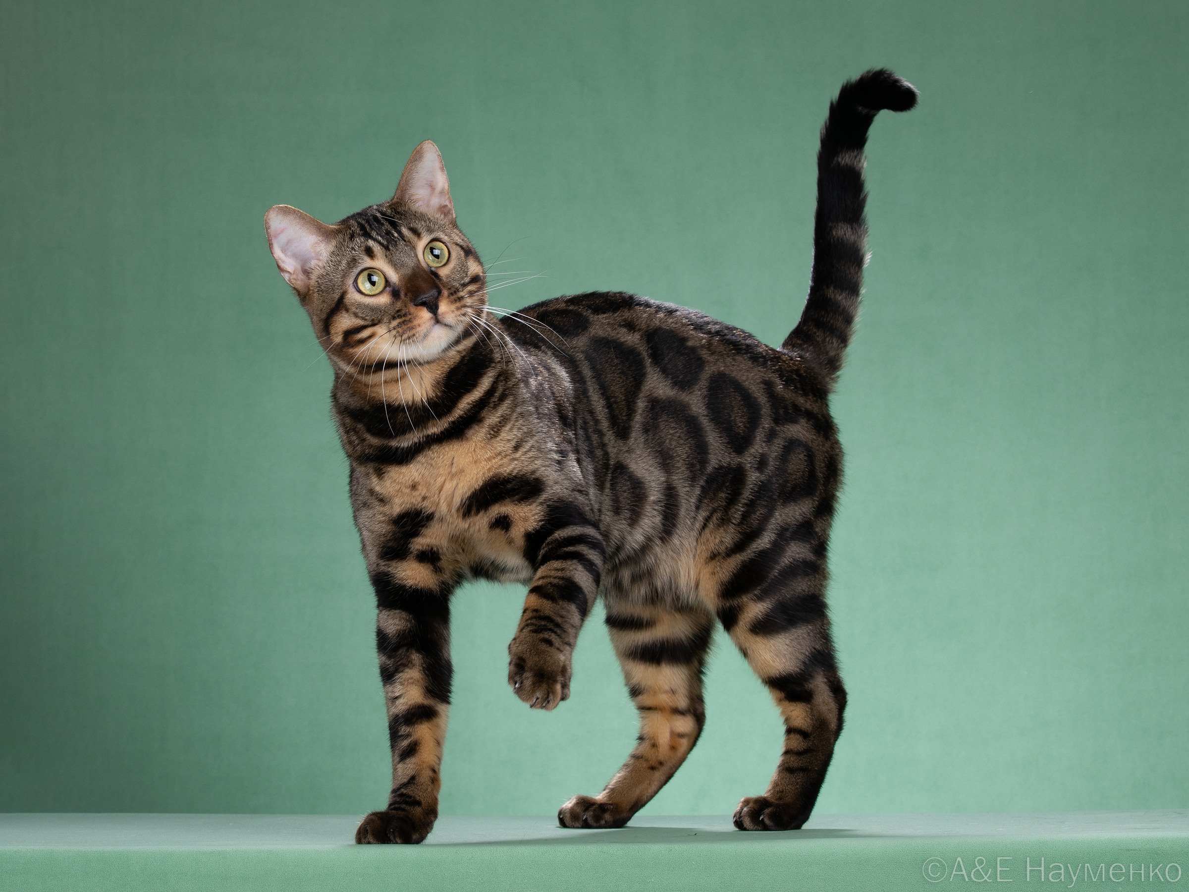 GICH. Opium BenQueen