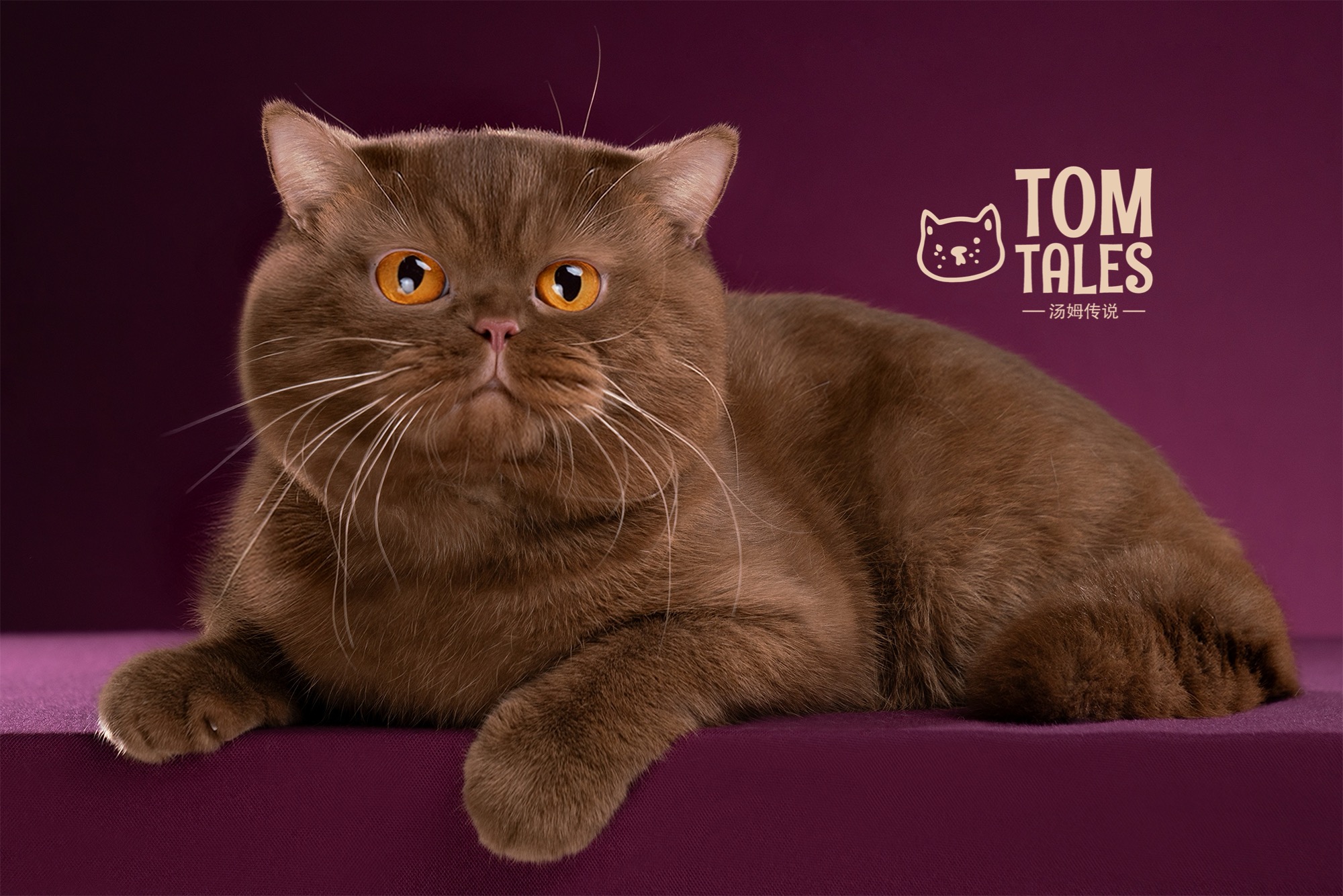 WCH. TOM TALES - ALDEN