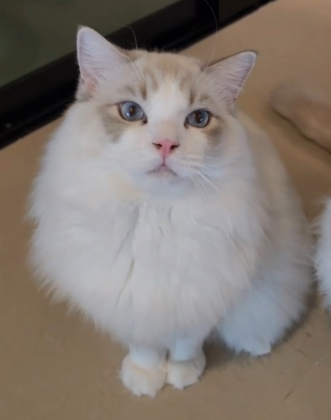 NekoDream KakJeow