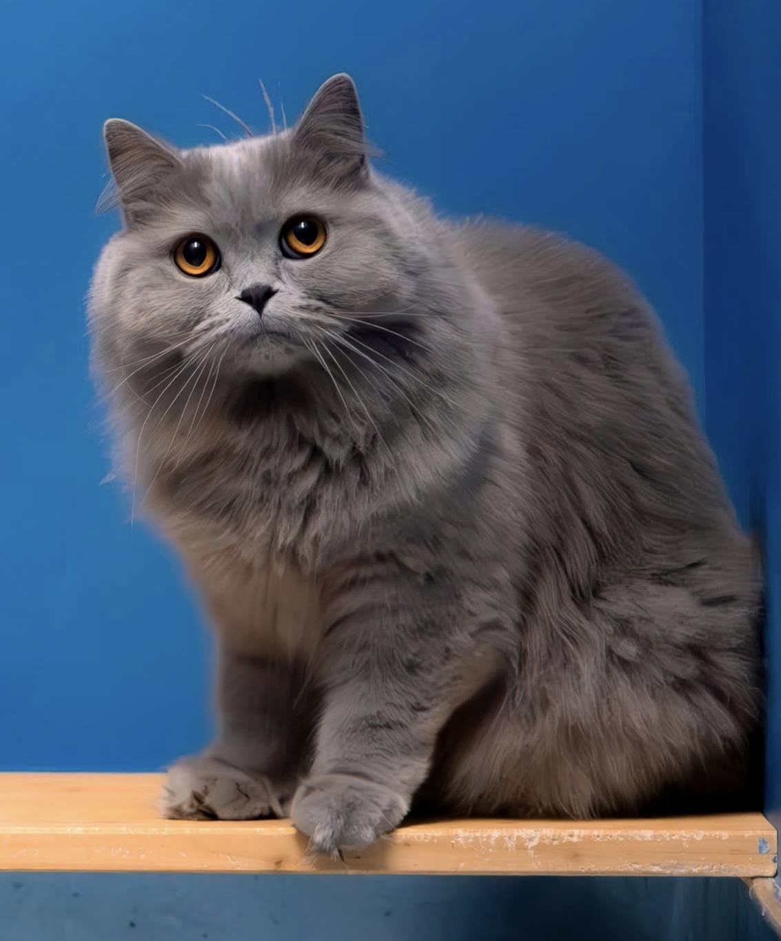 GICH. Brigitte Kingdom Magnum