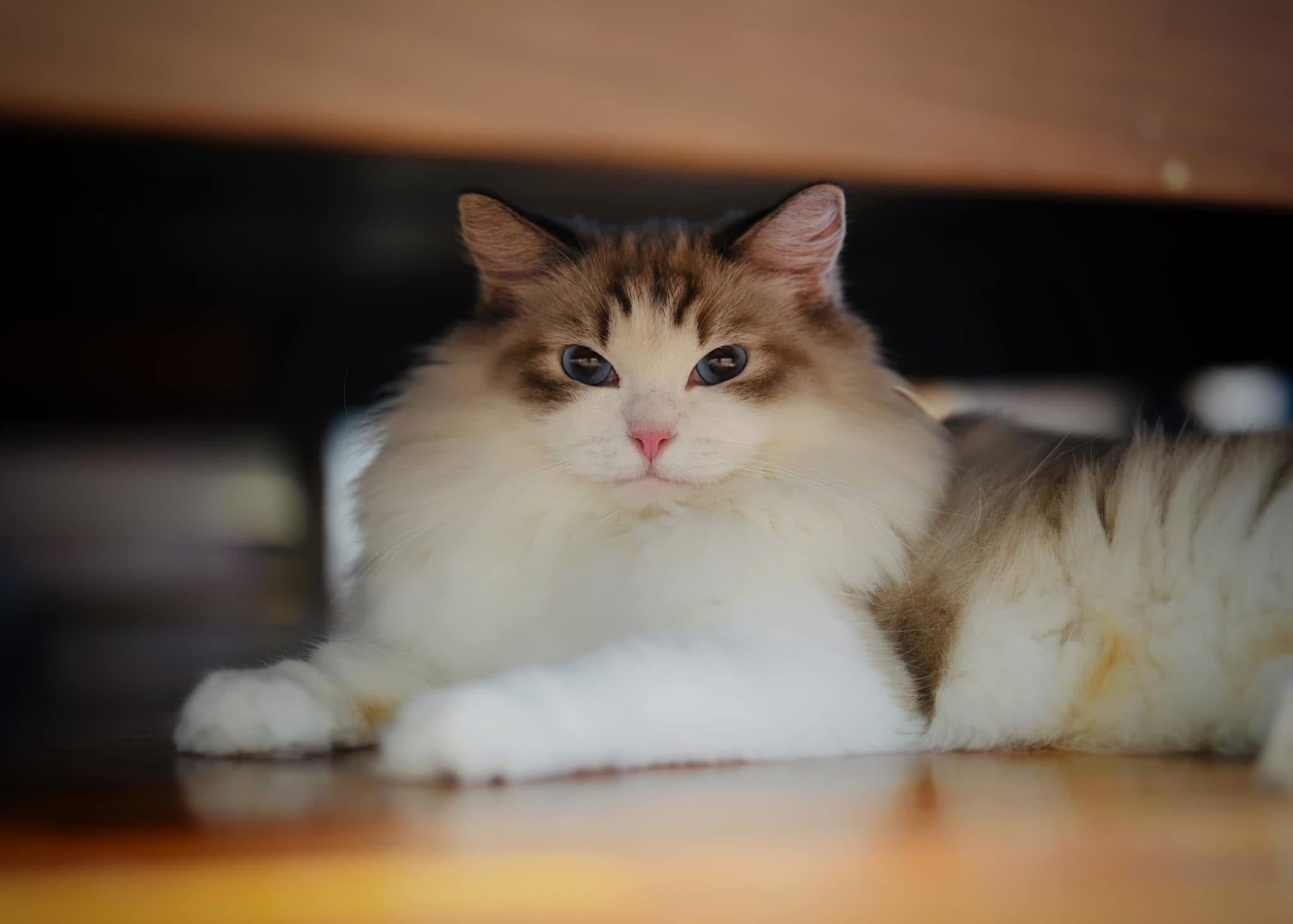 Cajundoll Lulu of Snuggle Buddy