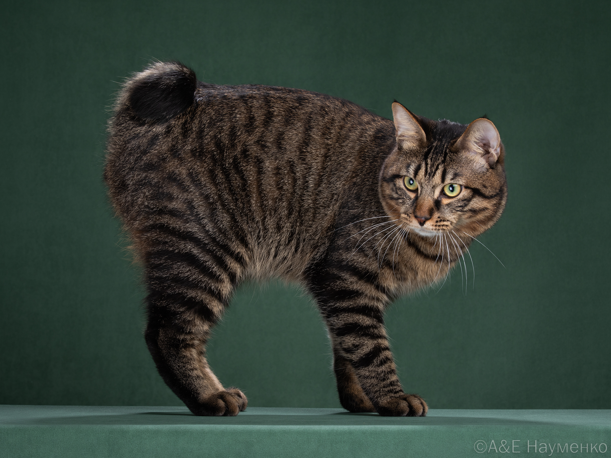 United Furry Admiration