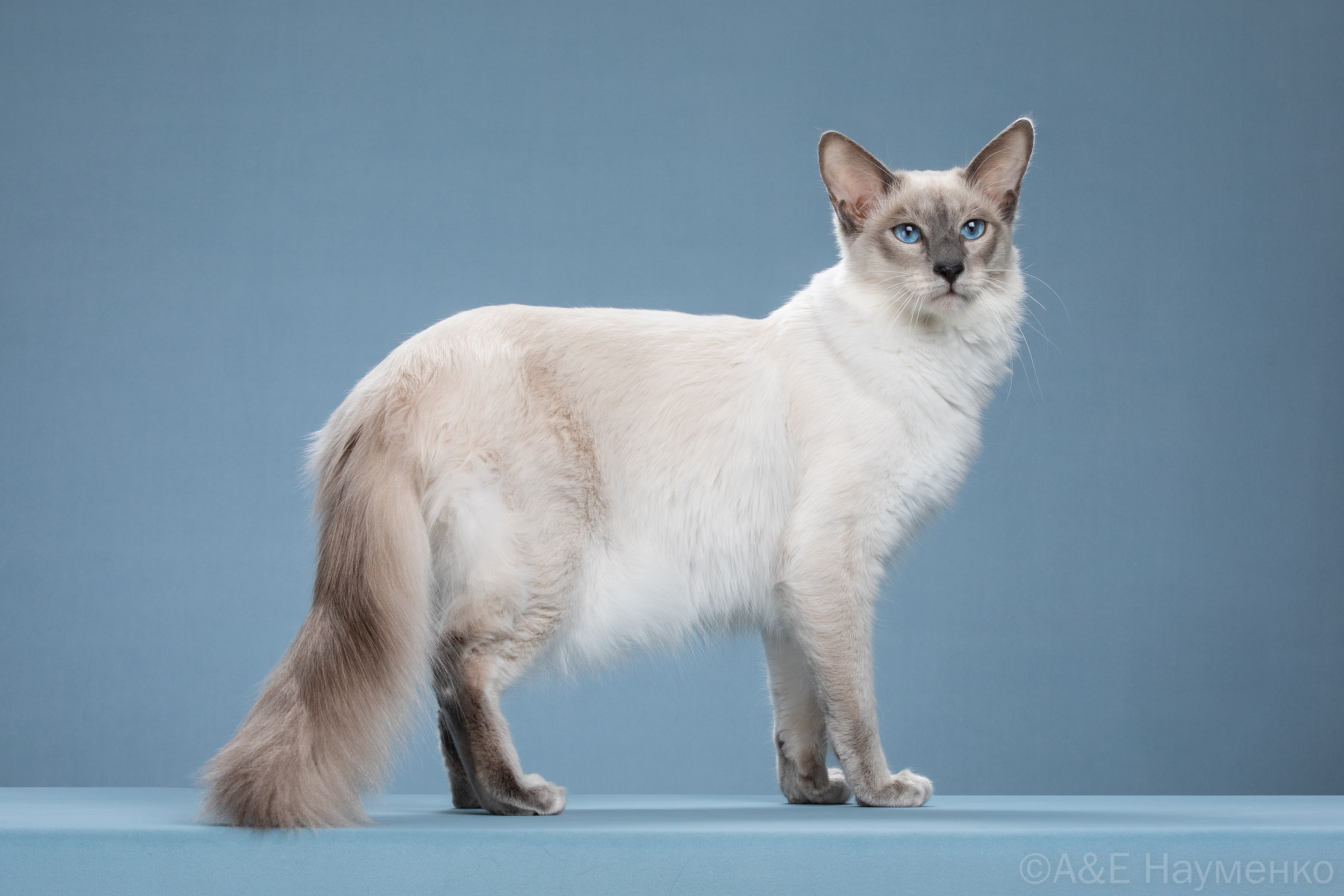 GICH. Nicholas White Magic Familiars