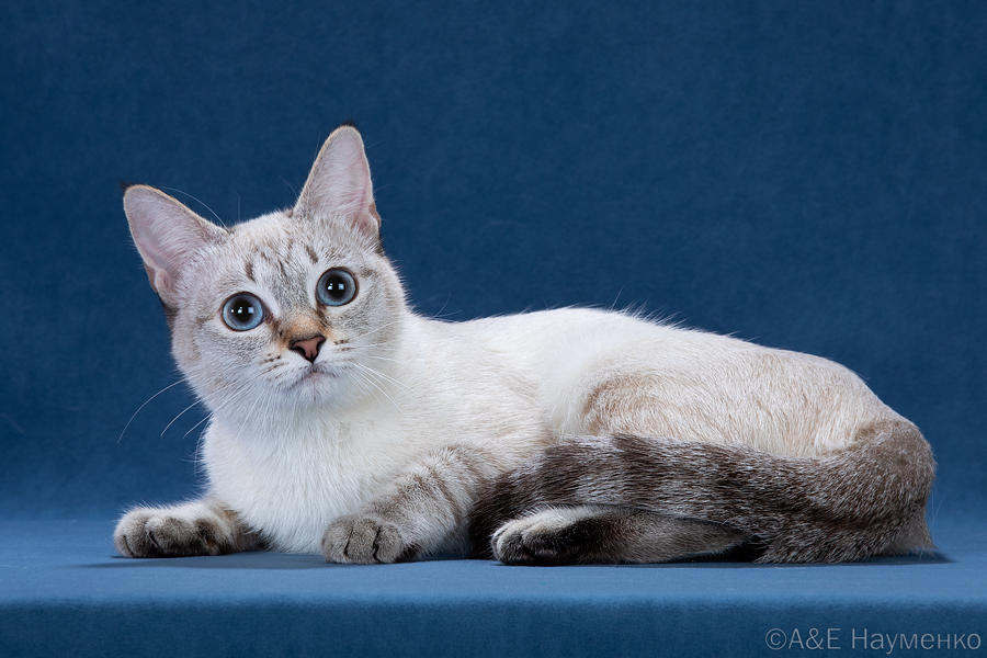 GIPR. Gloria Royal Winner