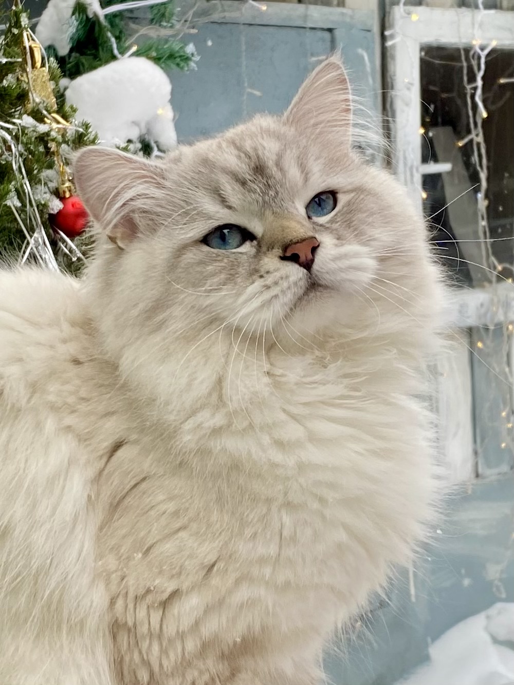 GICH. Vitas Dikoe pole